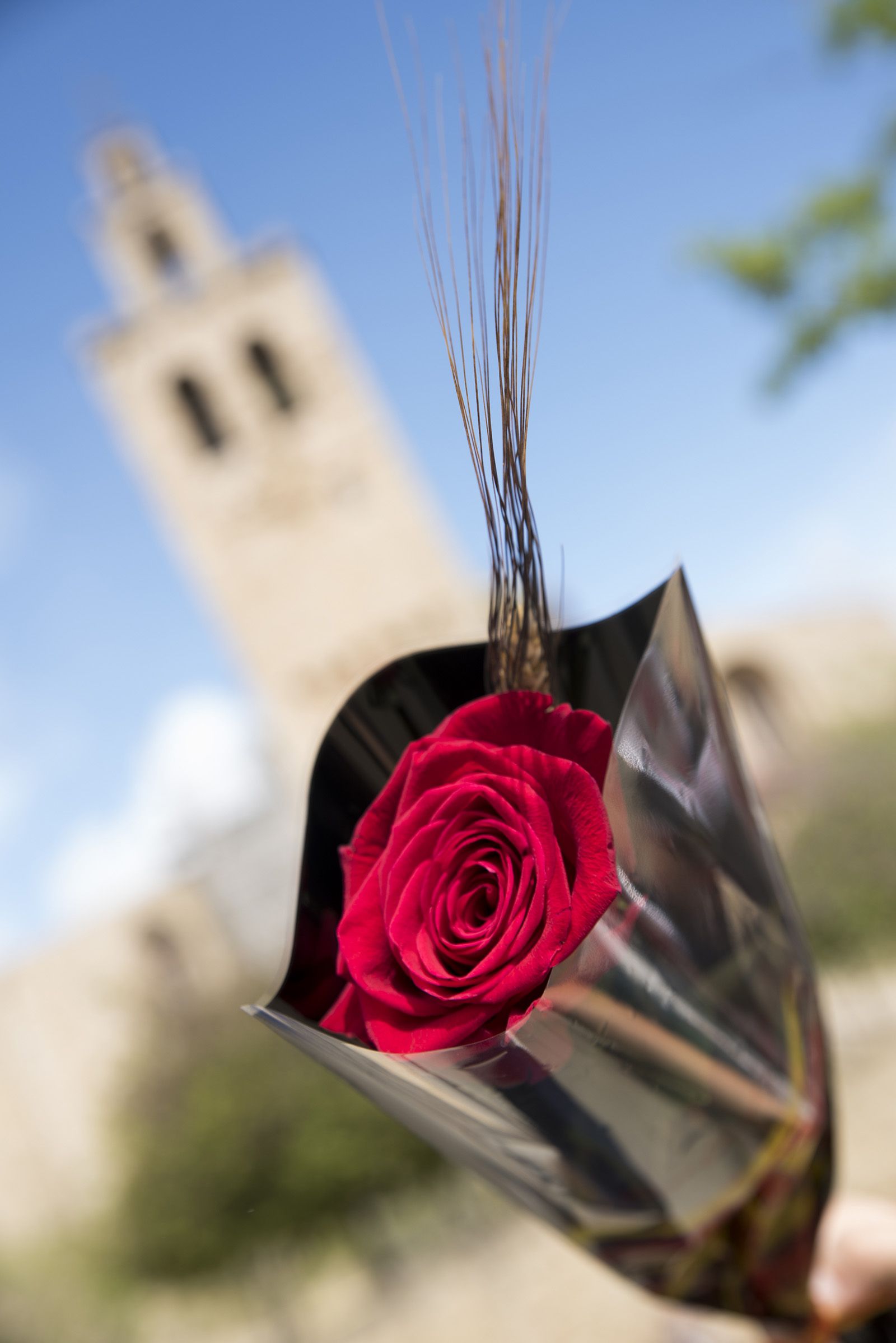 Sant Jordi a Sant Cugat. FOTO: Bernat Millet.