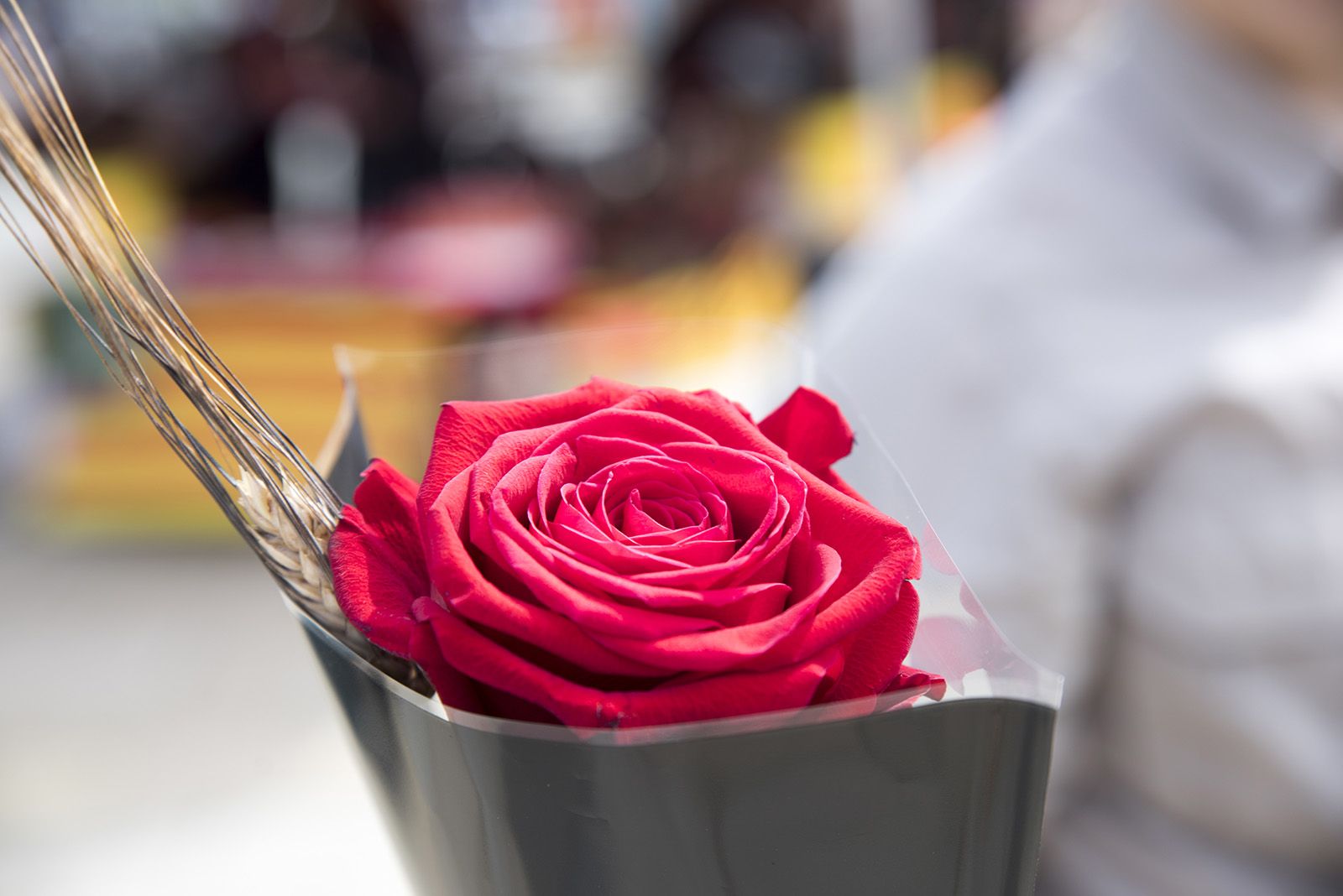 Sant Jordi a Sant Cugat. FOTO: Bernat Millet.