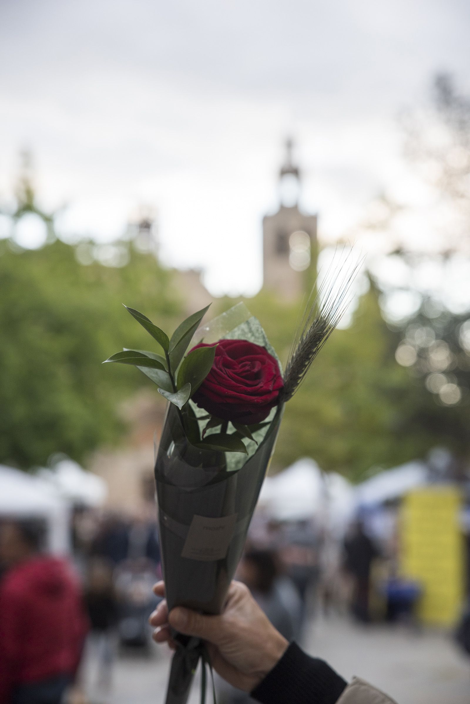Sant Jordi a Sant Cugat. FOTO: Bernat Millet.