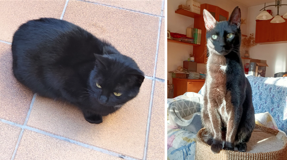 Nacho i Massai estan a El Cau Amic. FOTO: El Cau Amic