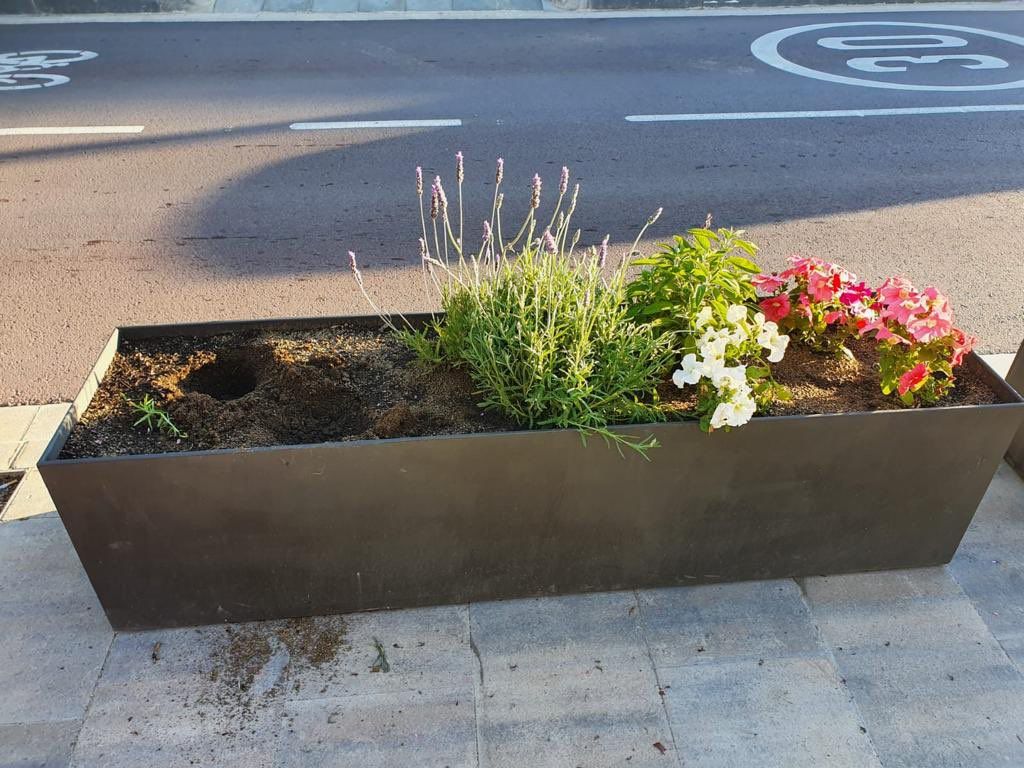 Plantes aromàtiques desaparegudes a Valldoreix. FOTO: EMD