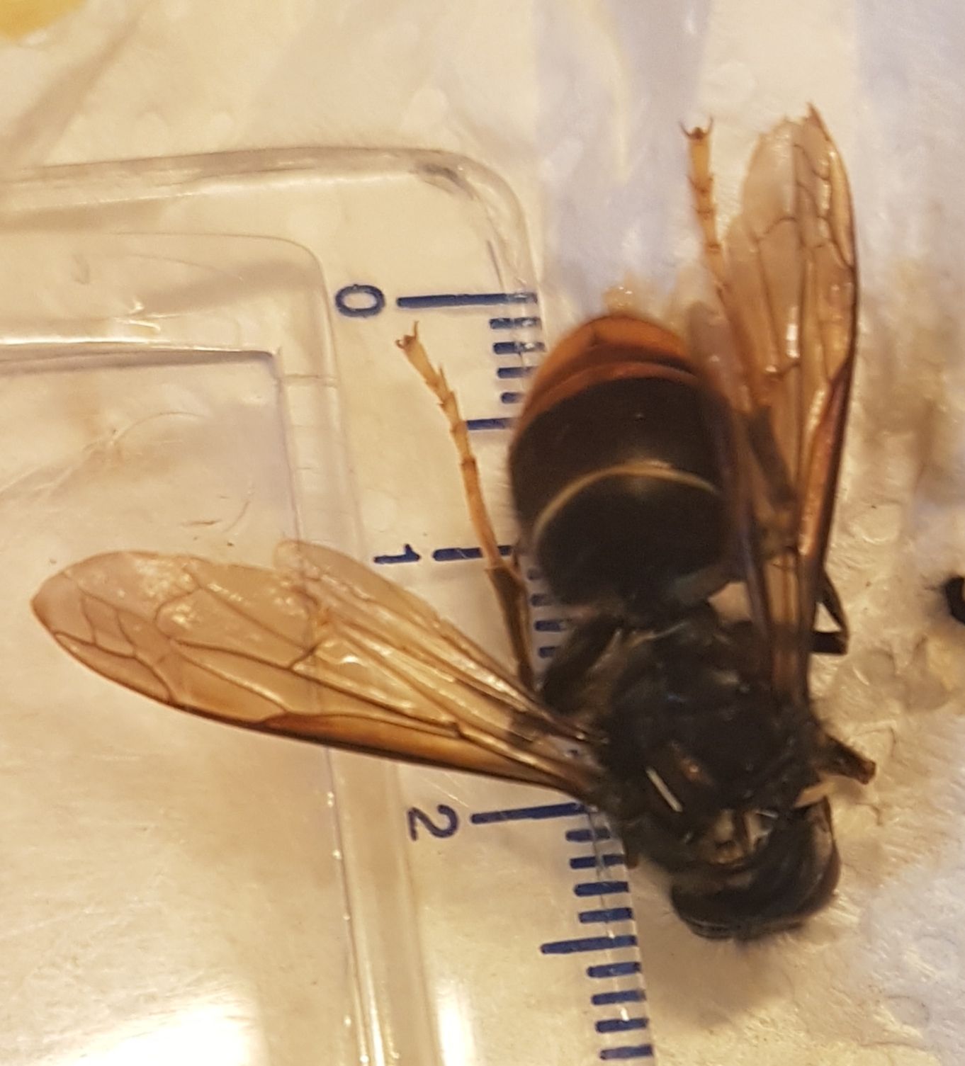 Abeja asiática. FOTO: Cedida.