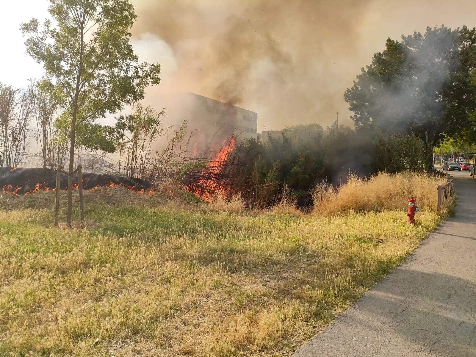 Incendi al parc de la Pollancreda originat per petards. FOTO: Cedida
