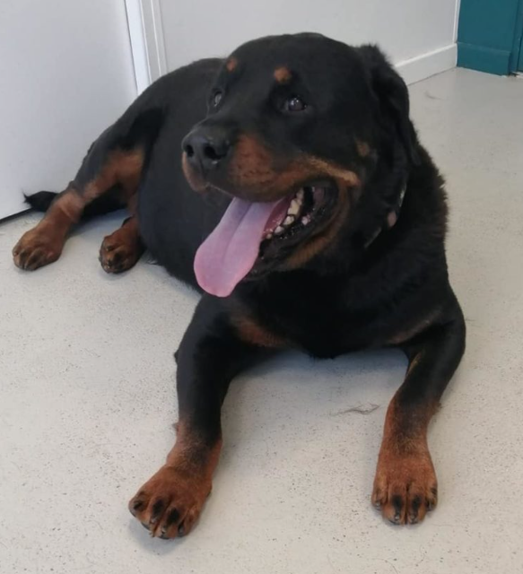 Rock. FOTO: El Cau Amic