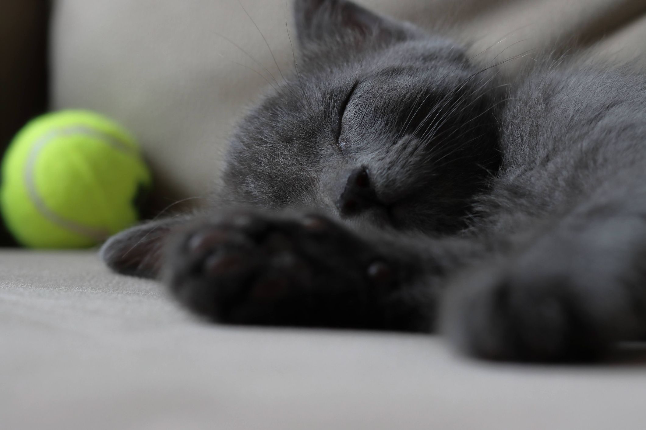 Els gats acostumes a deixar pèl. FOTO: istock.com