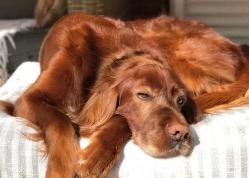 Publicació a Instagram sobre l'Arlan