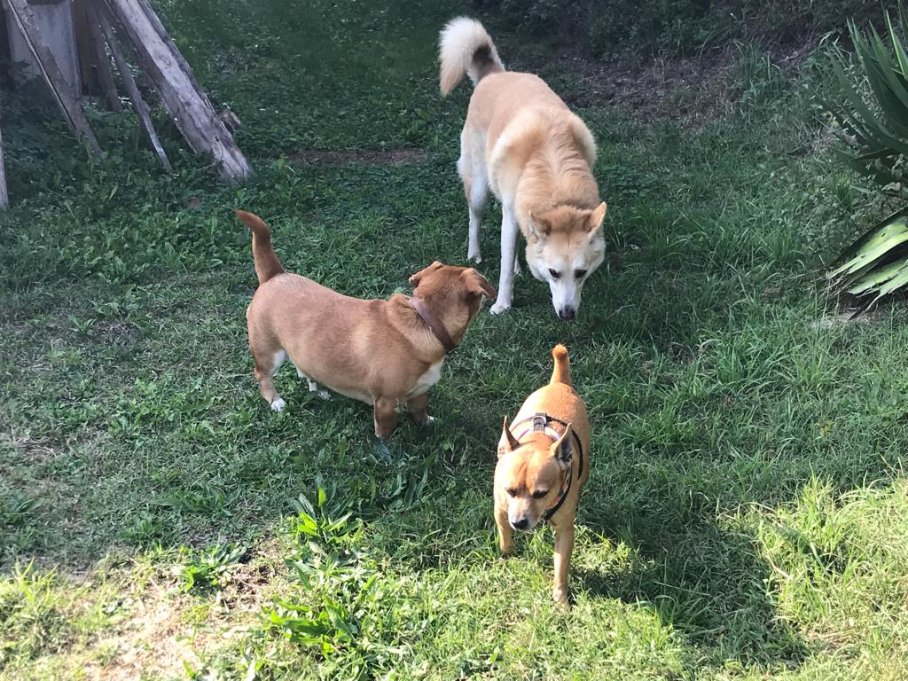 Gossos gaudint d'un parc. FOTO: TOT Sant Cugat