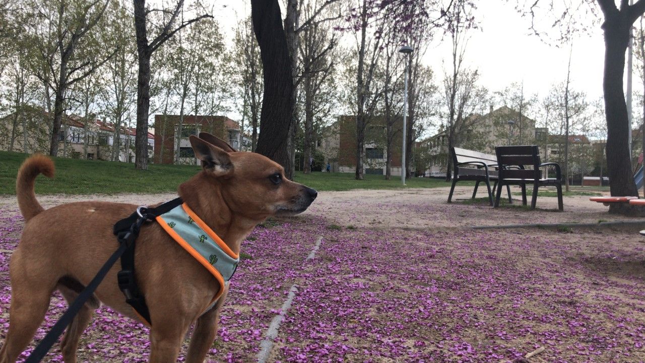 Un gos gaudeix al parc de Ramon Barnils. FOTO: Àgata Guinó