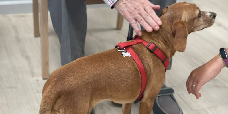 CleceVitam Ceritania en una teràpia amb gossos. FOTO: Cedida