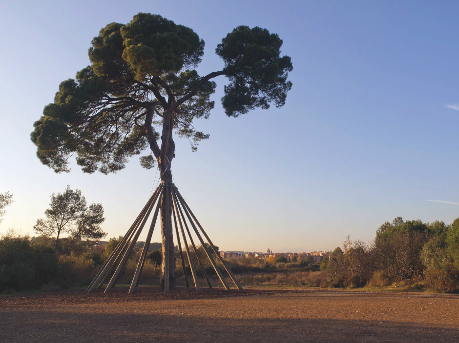 Pi d’en Xandri  FOTO: Cedida