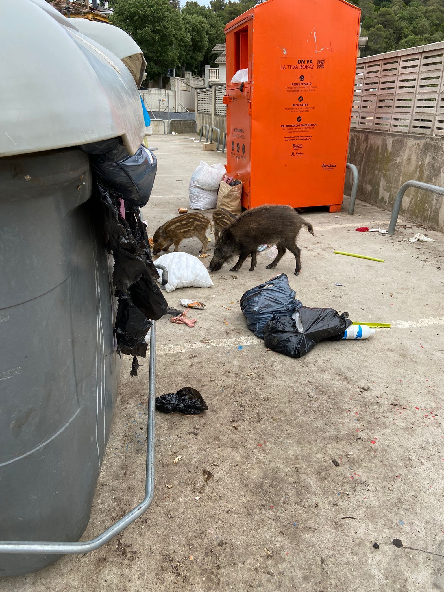 Dos senglars mengen de les escombraries a Les Planes FOTO: Cedida