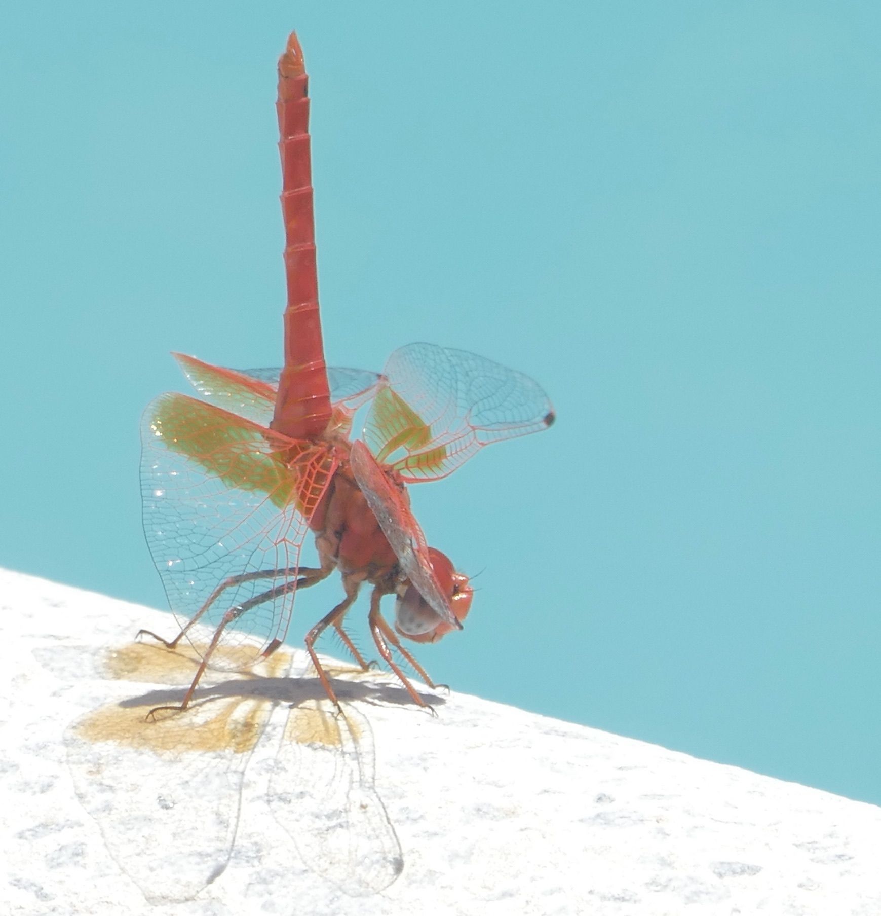 Libélula  · Oliete (Teruel) FOTO: María Carmen Alfonso Carod