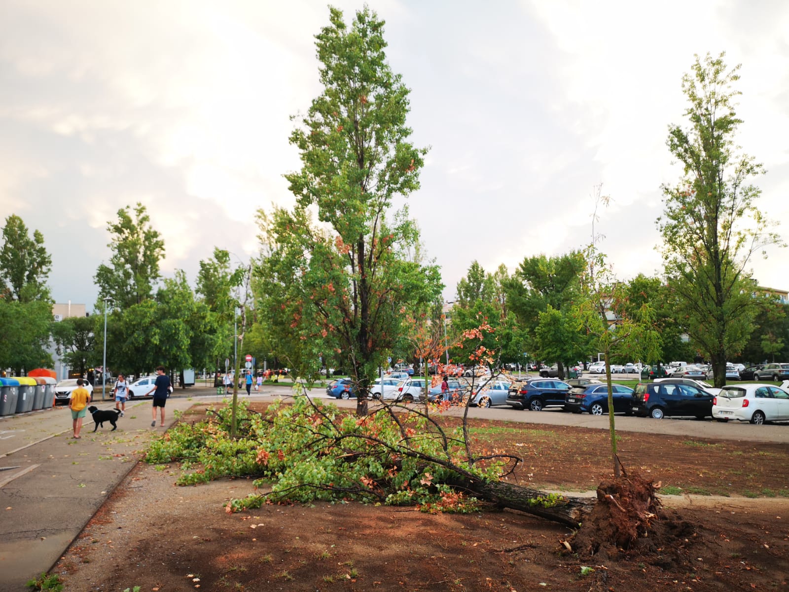 Un arbre caigut a Sant Cugat. FOTO: Ajuntament