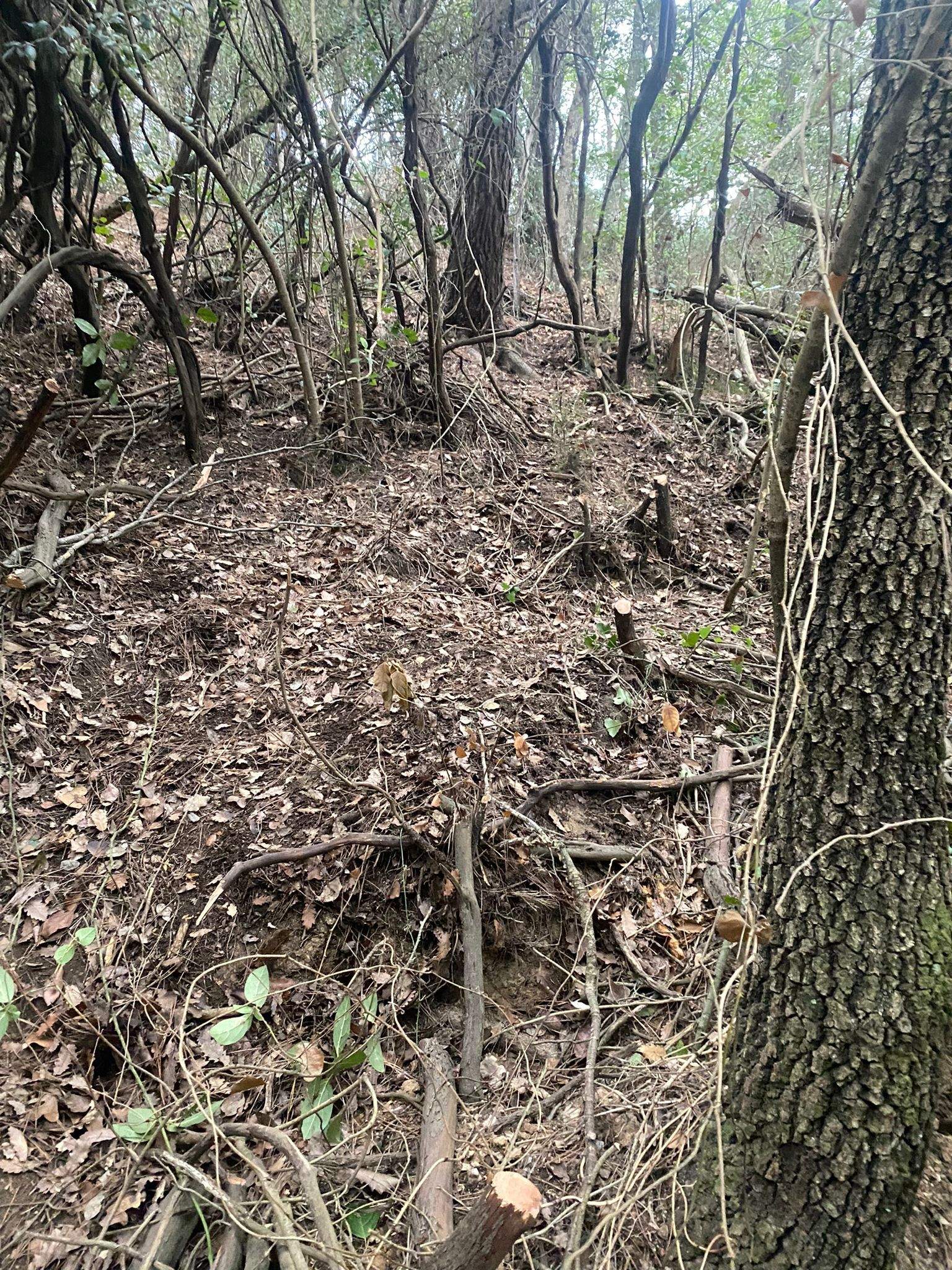 S'ha hagut d'obrir camí tallant arbres i arbustos. FOTO: Cedida S'ha hagut d'obrir camí tallant arbres i arbustos. FOTO: Cedida