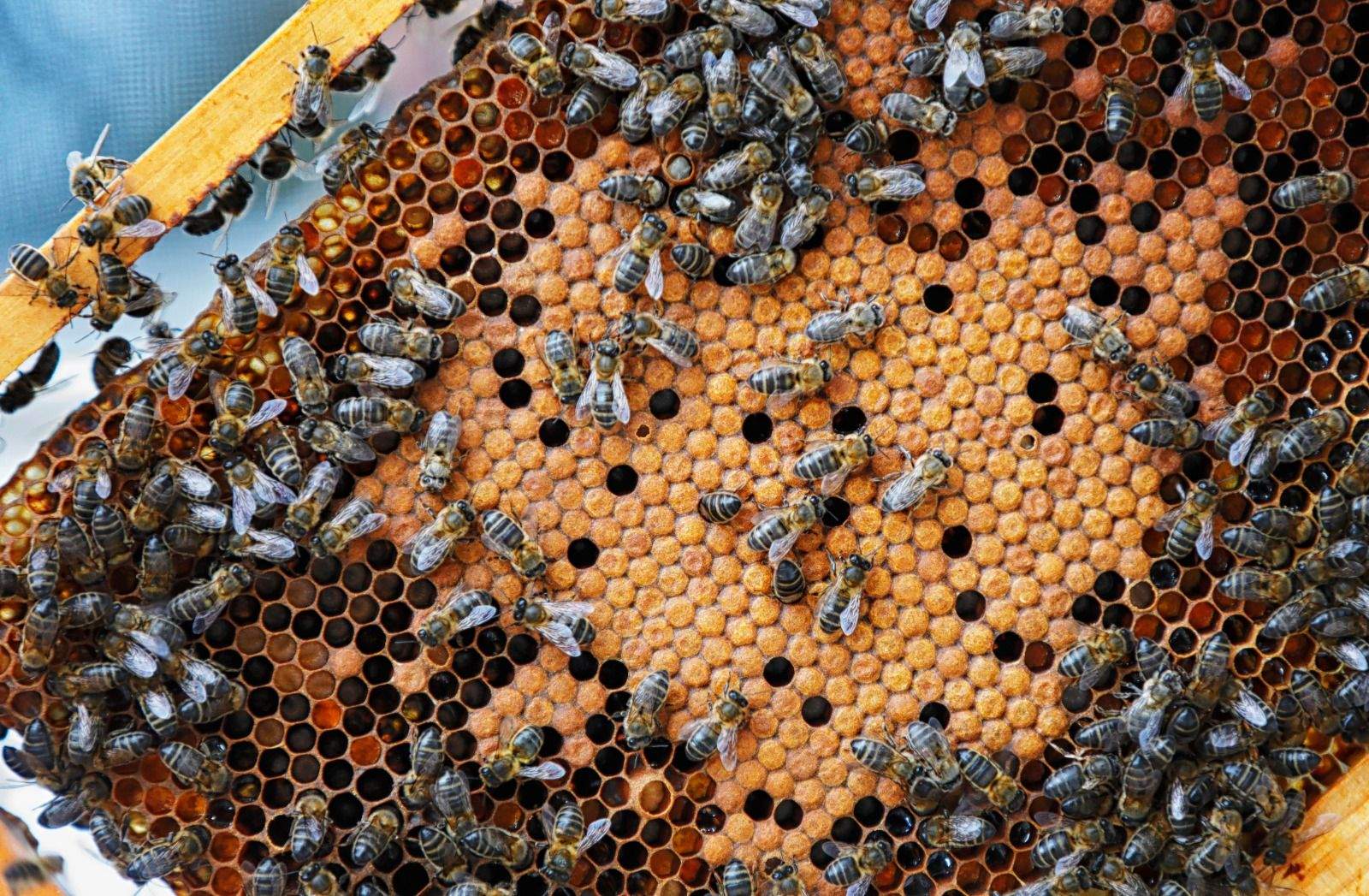 Un taller amb Melvida. FOTO: Arxiu