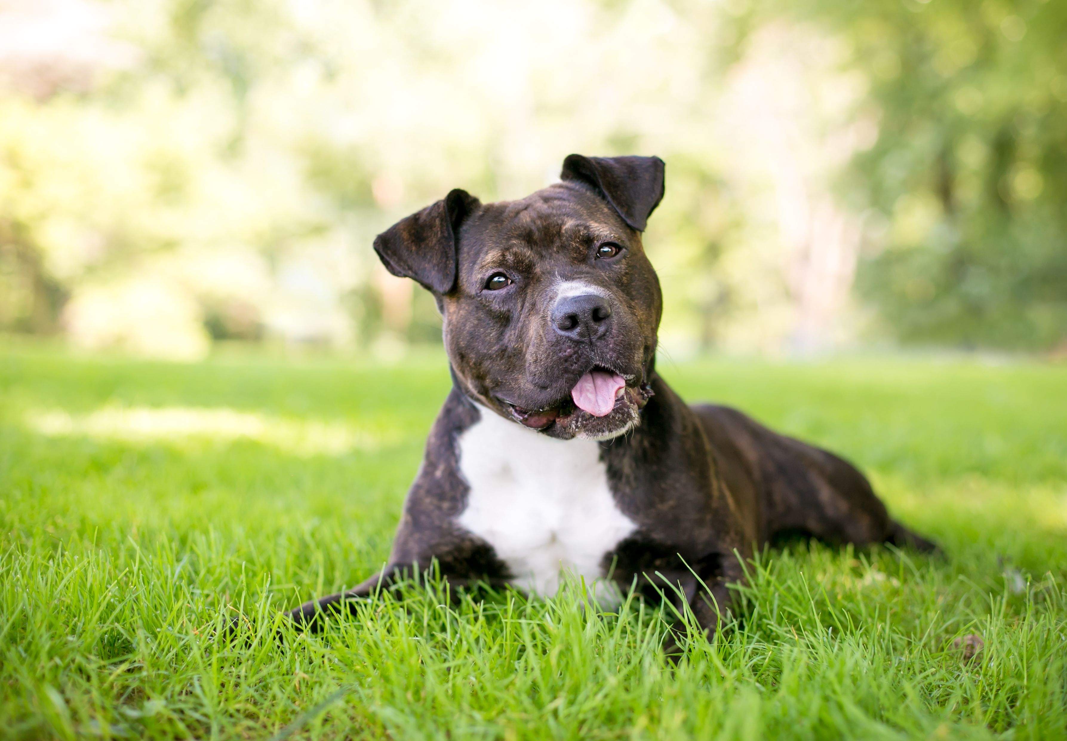 Adoptar un GPP. FOTO: istock