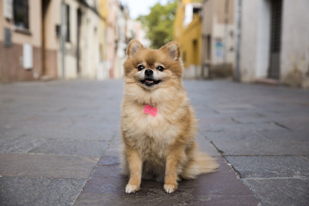 La gossa Coco al carrer de Sant Antoni. FOTO: Bernat Millet