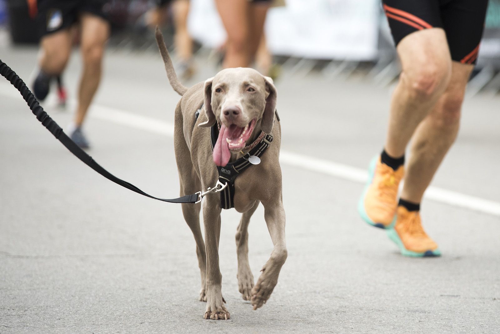 La Cursa de Rac1 a Sant Cugat. FOTO: Bernat Millet.