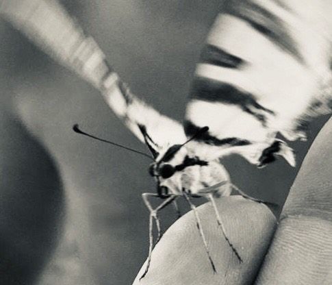 Hola Papallona!  - Sant Pere de Vilamajor FOTO: @ttgopics  