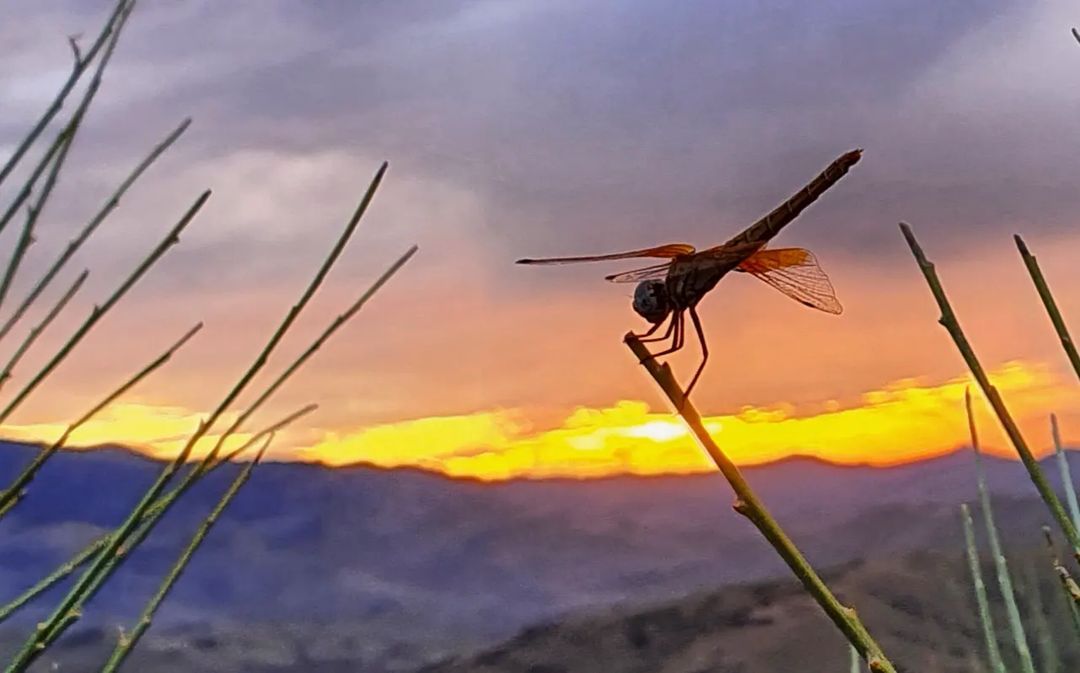 Amanecer para la libélula FOTO: @timoteomartinezlosilla  