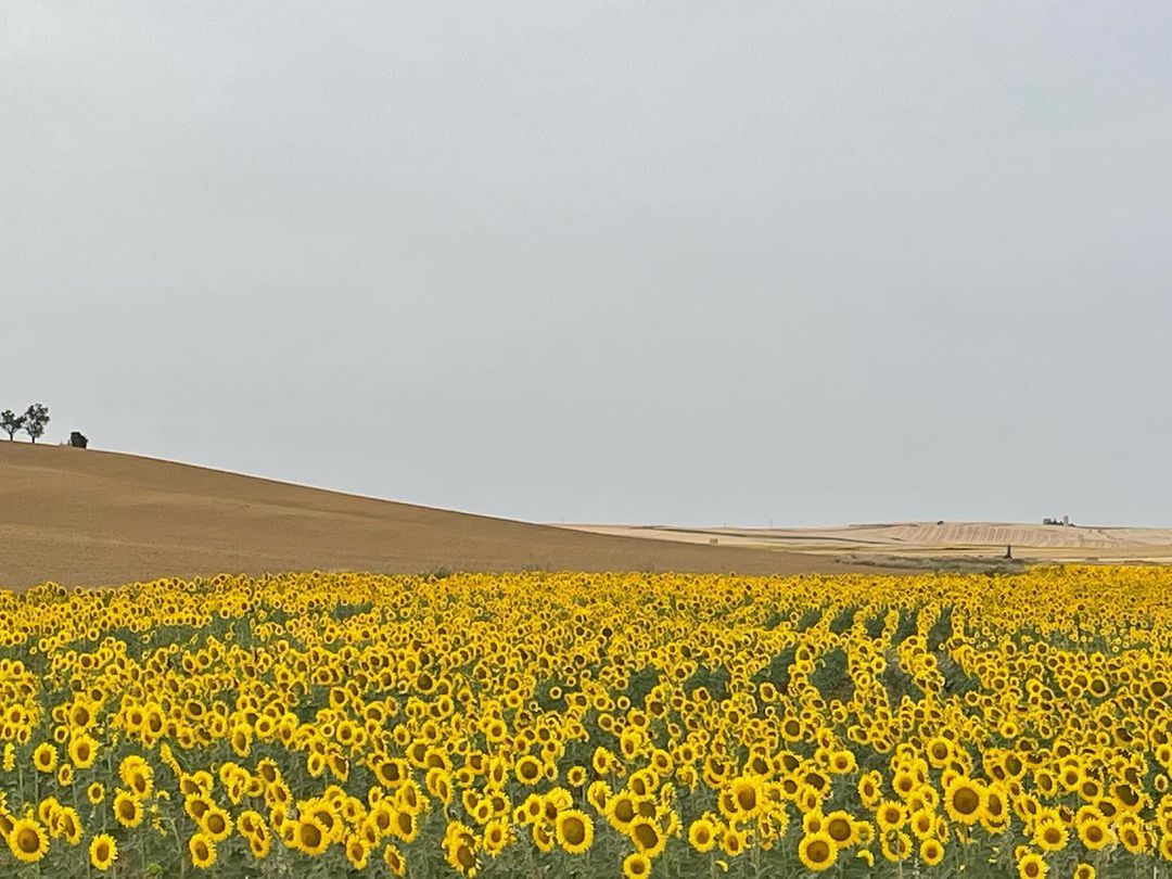 Terres de Castella FOTO: @nuriribas