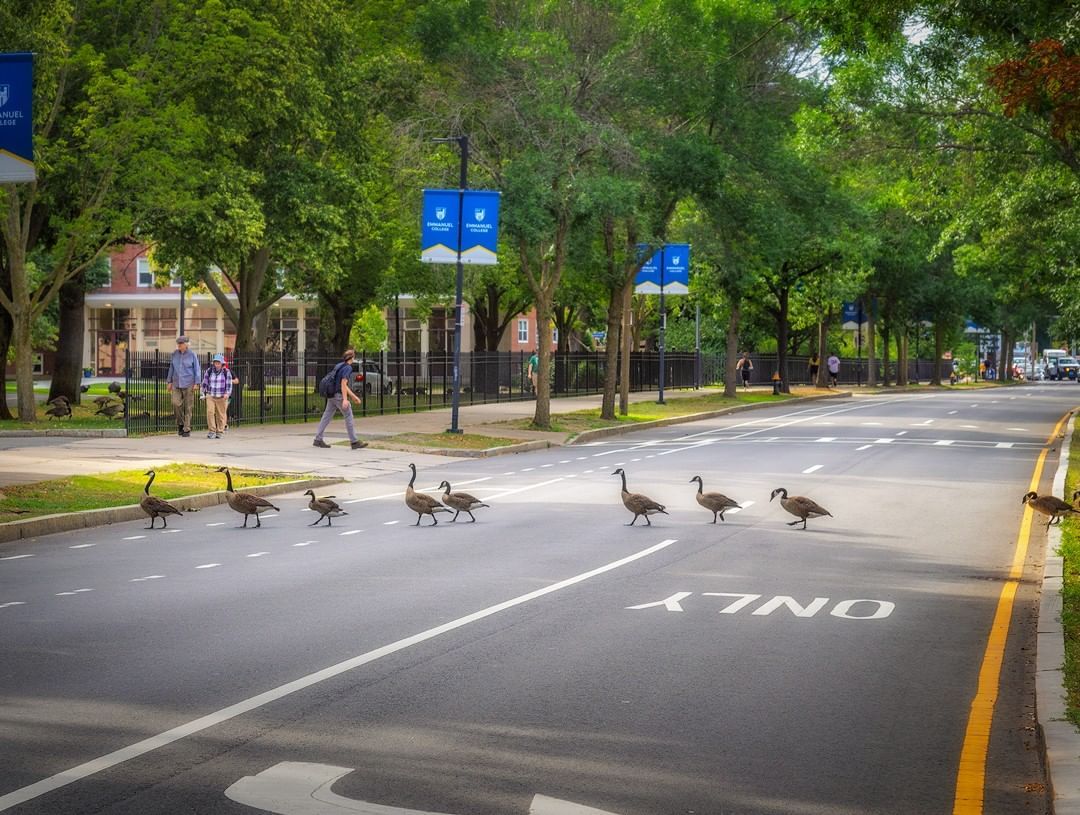Les oques van descalces - Boston FOTO: @mikipons