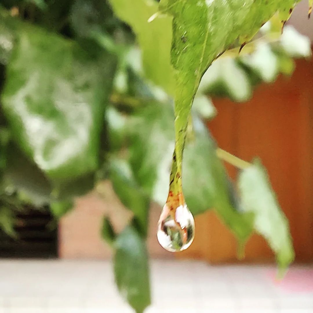 Plou.  FOTO: @lourdesberlanga 