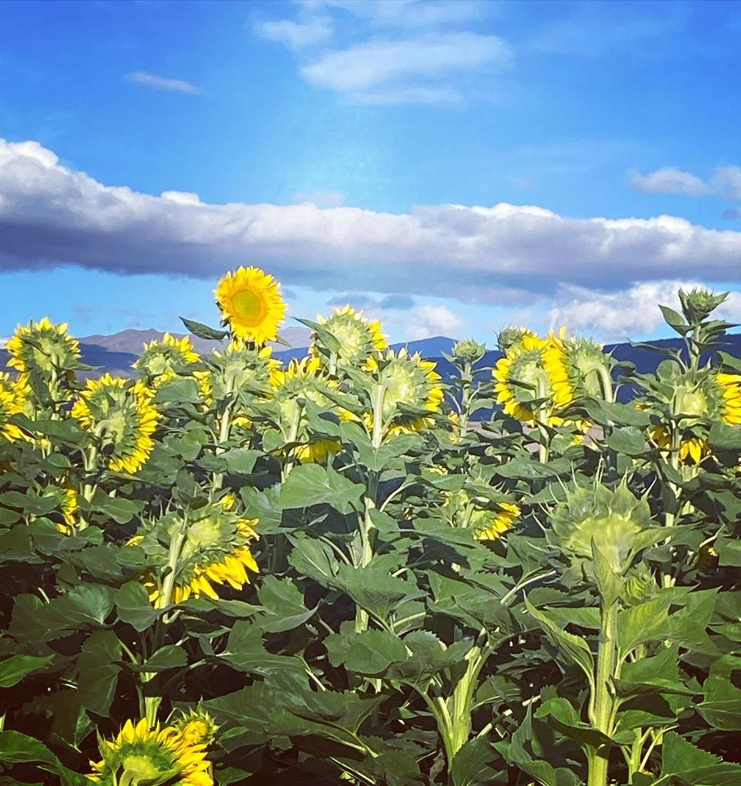 Ser diferente te hace ver más allá de la multitud  FOTO: @lasslife_