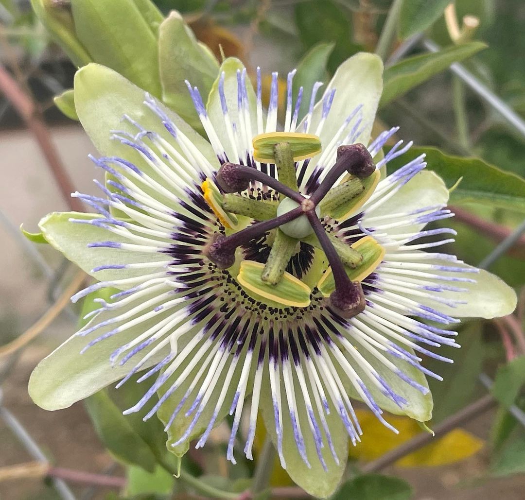 Es pot ser mes maca  FOTO: @julietholme  