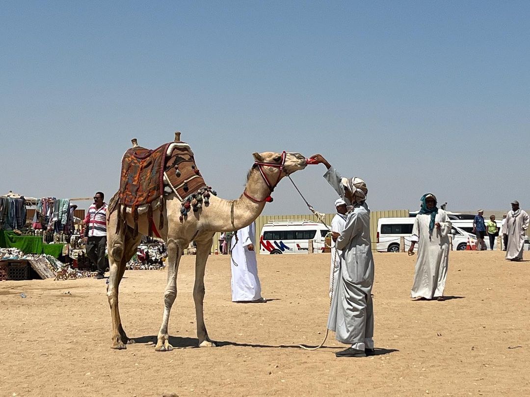 Camell Cola - Egipte FOTO: @gemmavilches