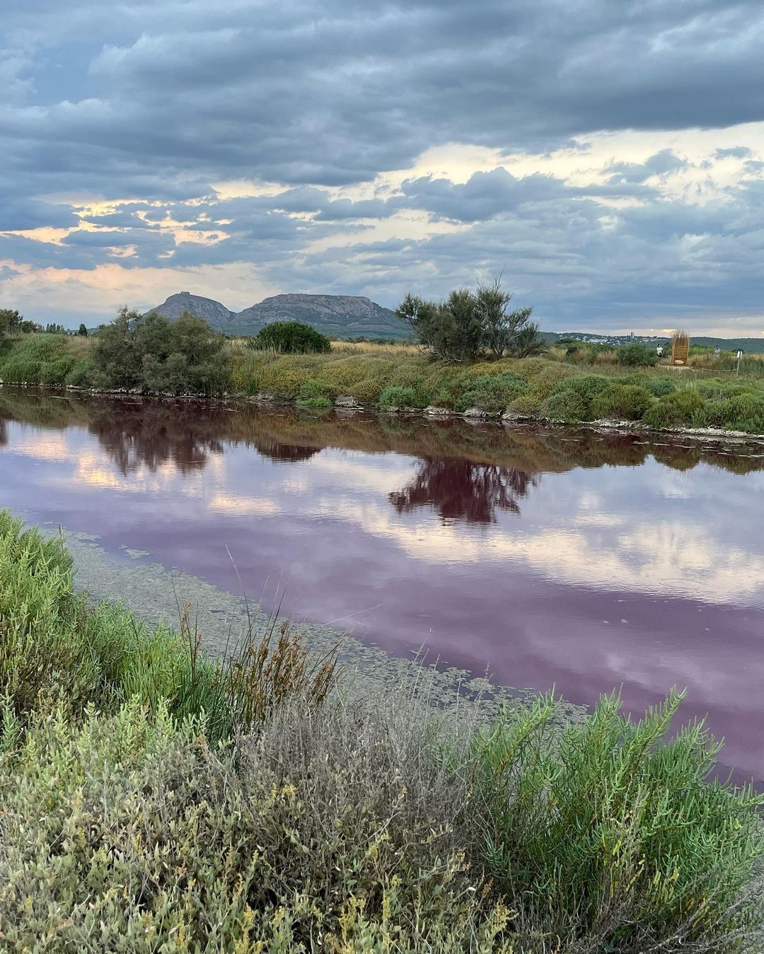  Quan l’aigua es torna rosa  - Estartit    FOTO: @criscasti59 