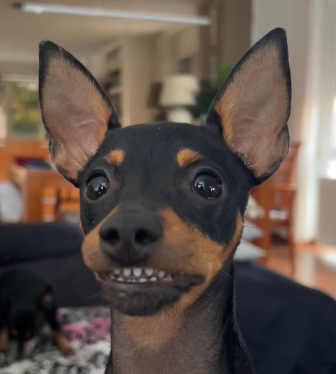 Gos somrient   FOTO: @carmona3   