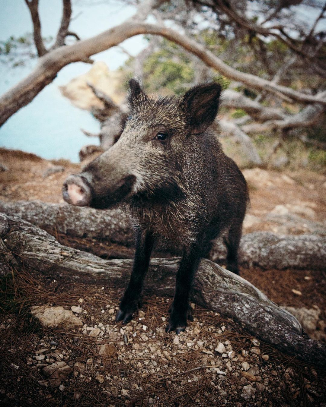  La paraula del bosc   - Tossa de Mar    FOTO: @alexpuigros  