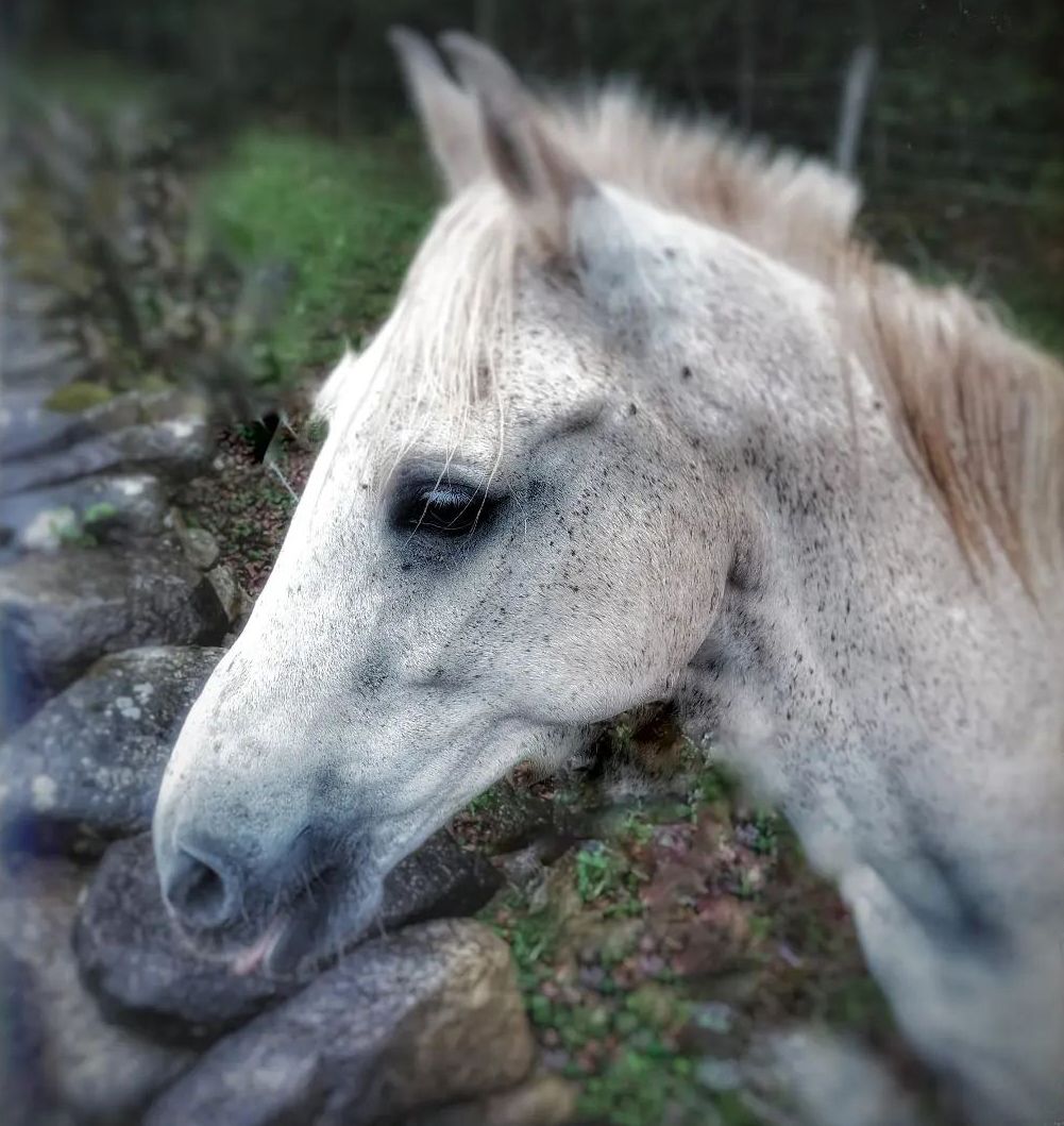 Vega de Pas FOTO: @agc decoracion