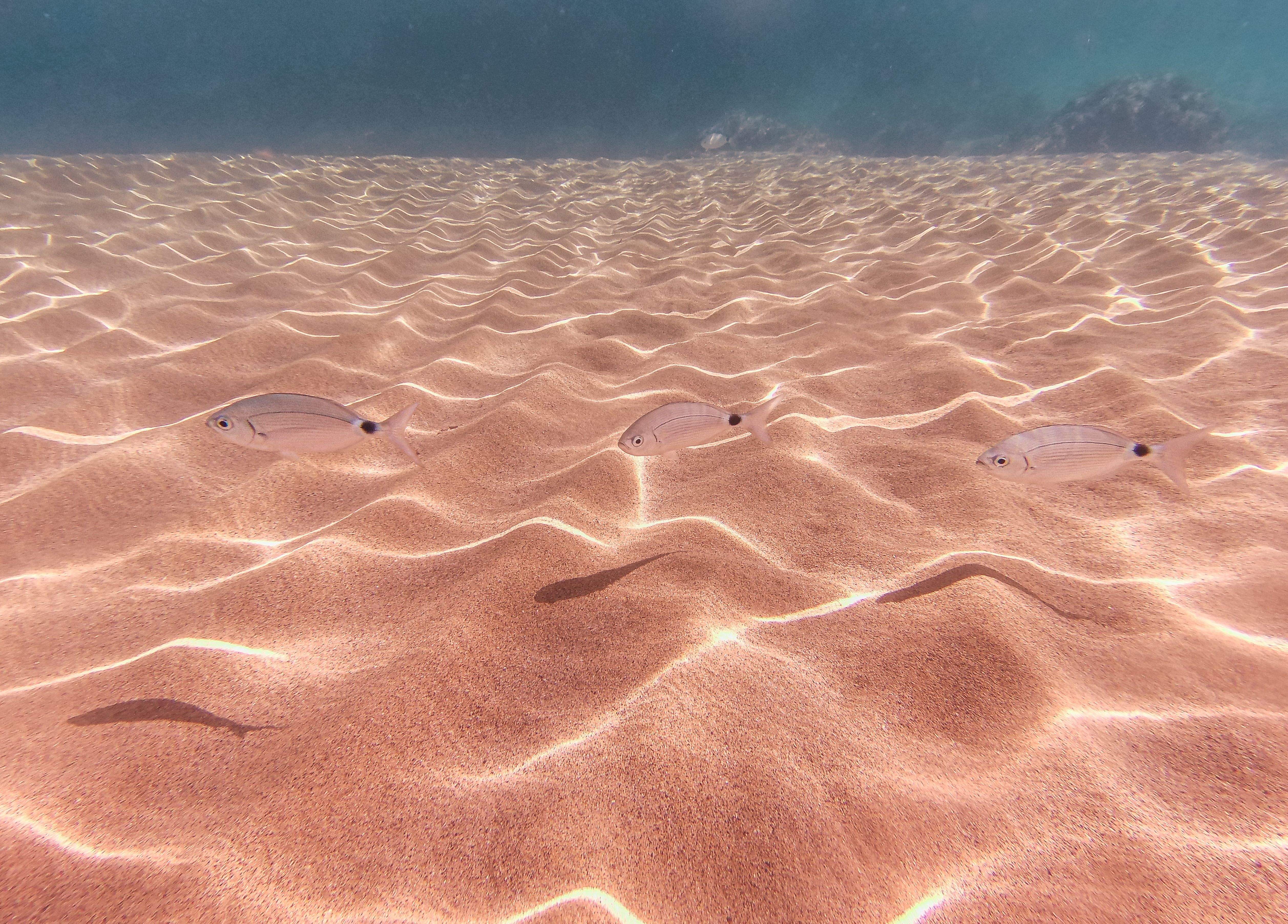 Abbey road a Cala Pilar · Sota les aigues de Cala Pilar a Menorca   FOTO: Josep Gornés Hernández