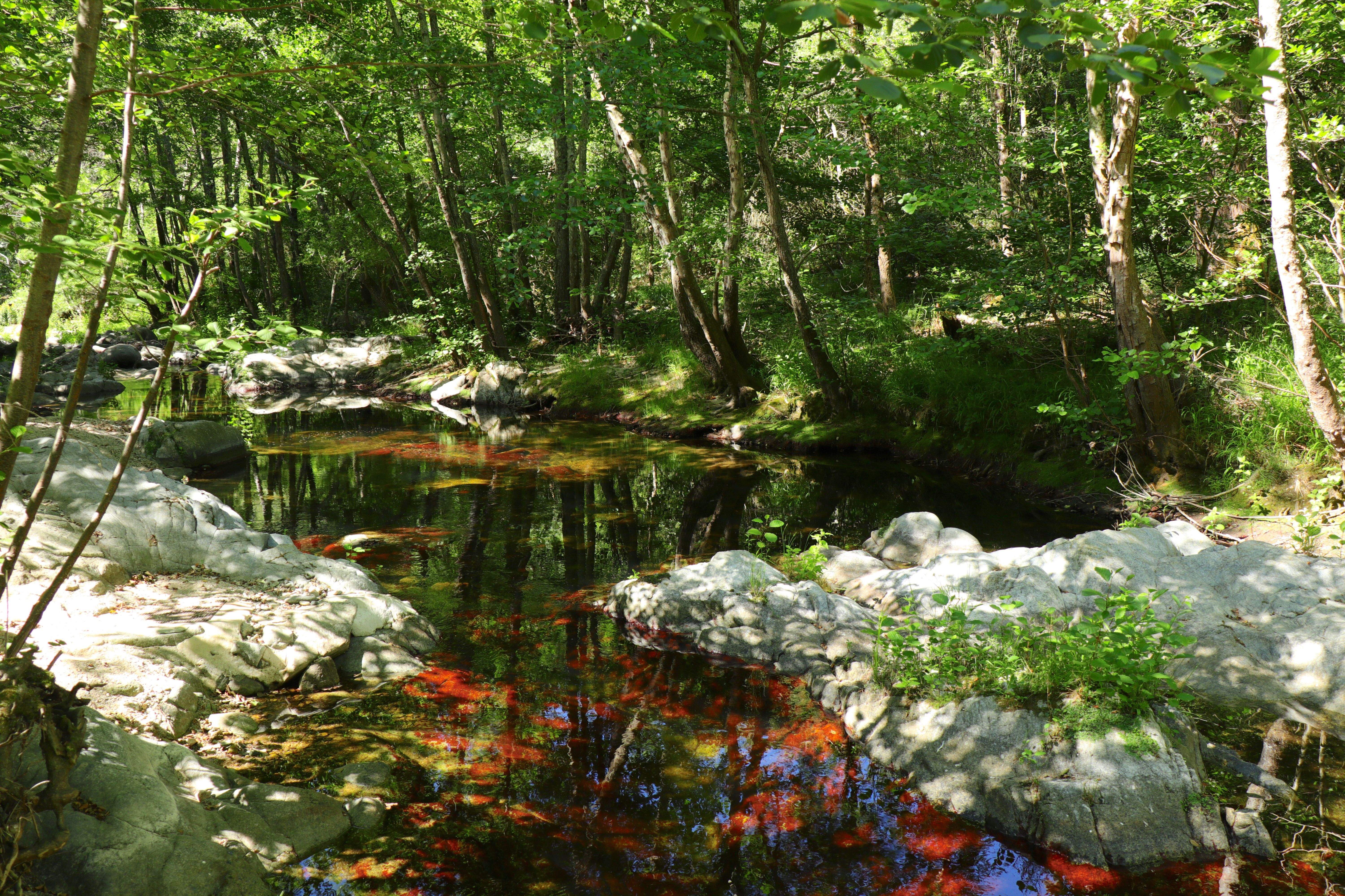 ALGUES DE COLORS · Prop Pantà de Boadella. Darnius     FOTO: ASSUMPTA OSÉS CAICEDO