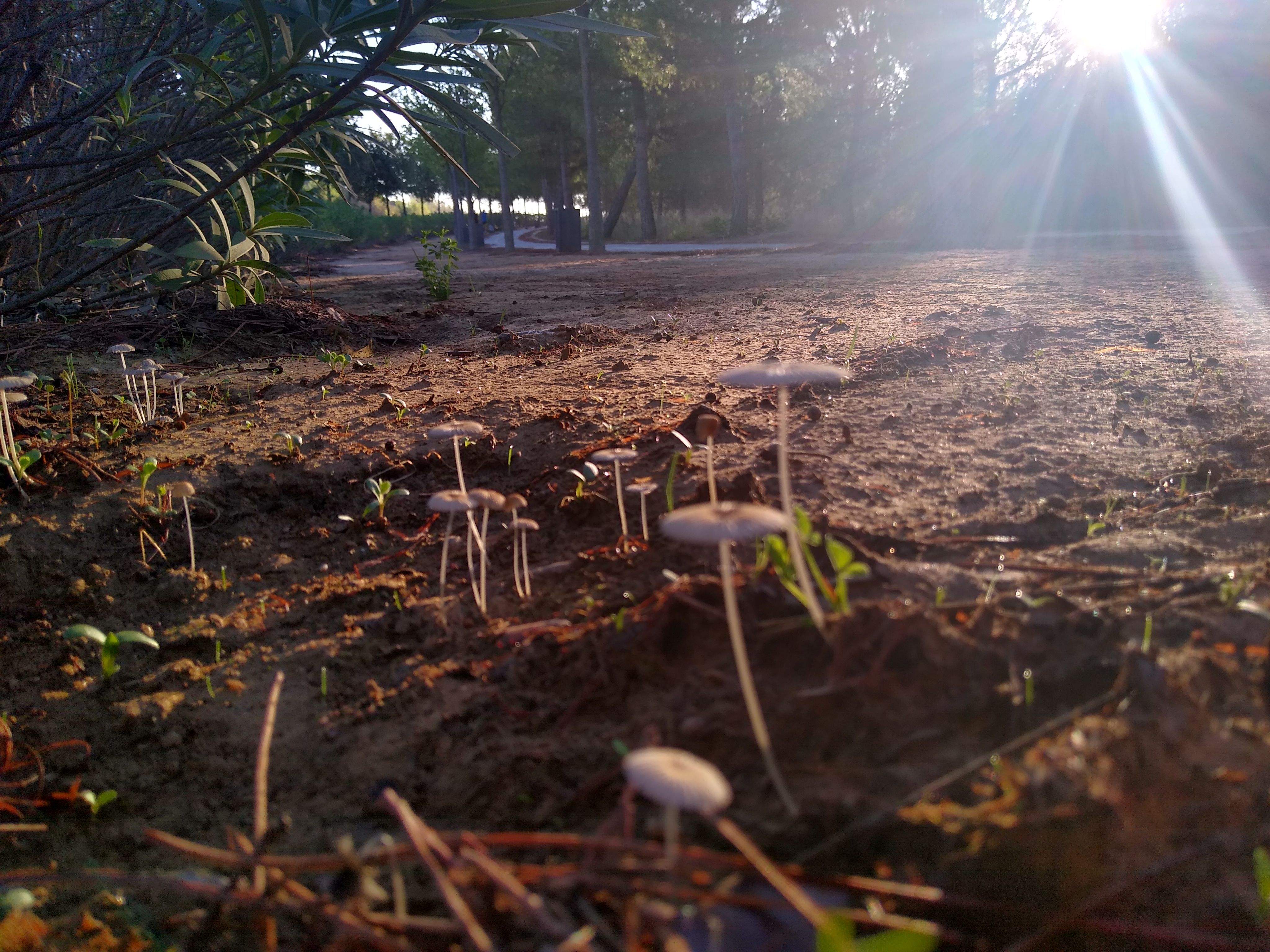 Amanecer en el camino · Sant Cugat  FOTO: Cristian  Huck Iriart 