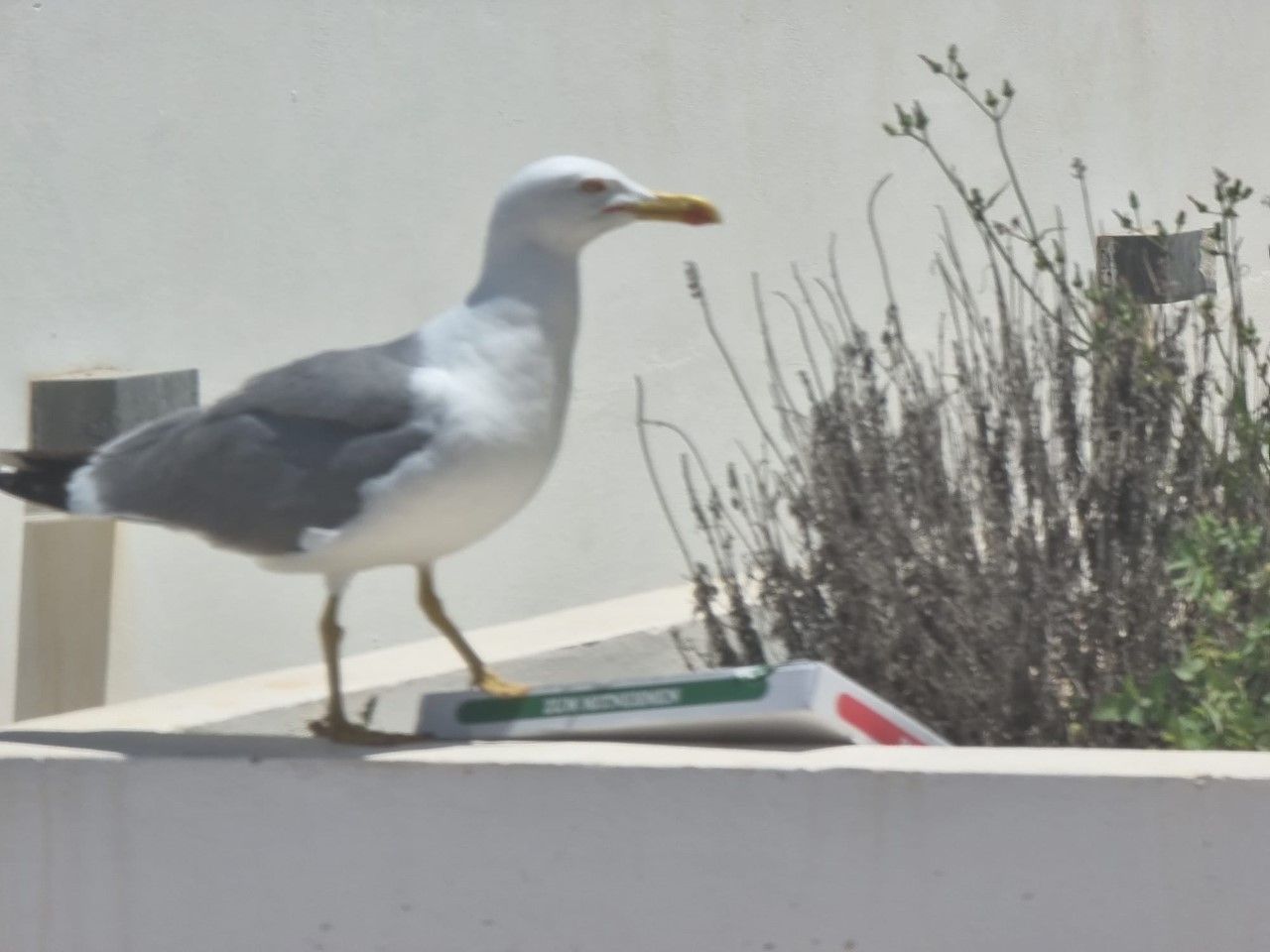Amb ganes de pizza! · Formentera FOTO: Alícia  Álvarez Boixareu 