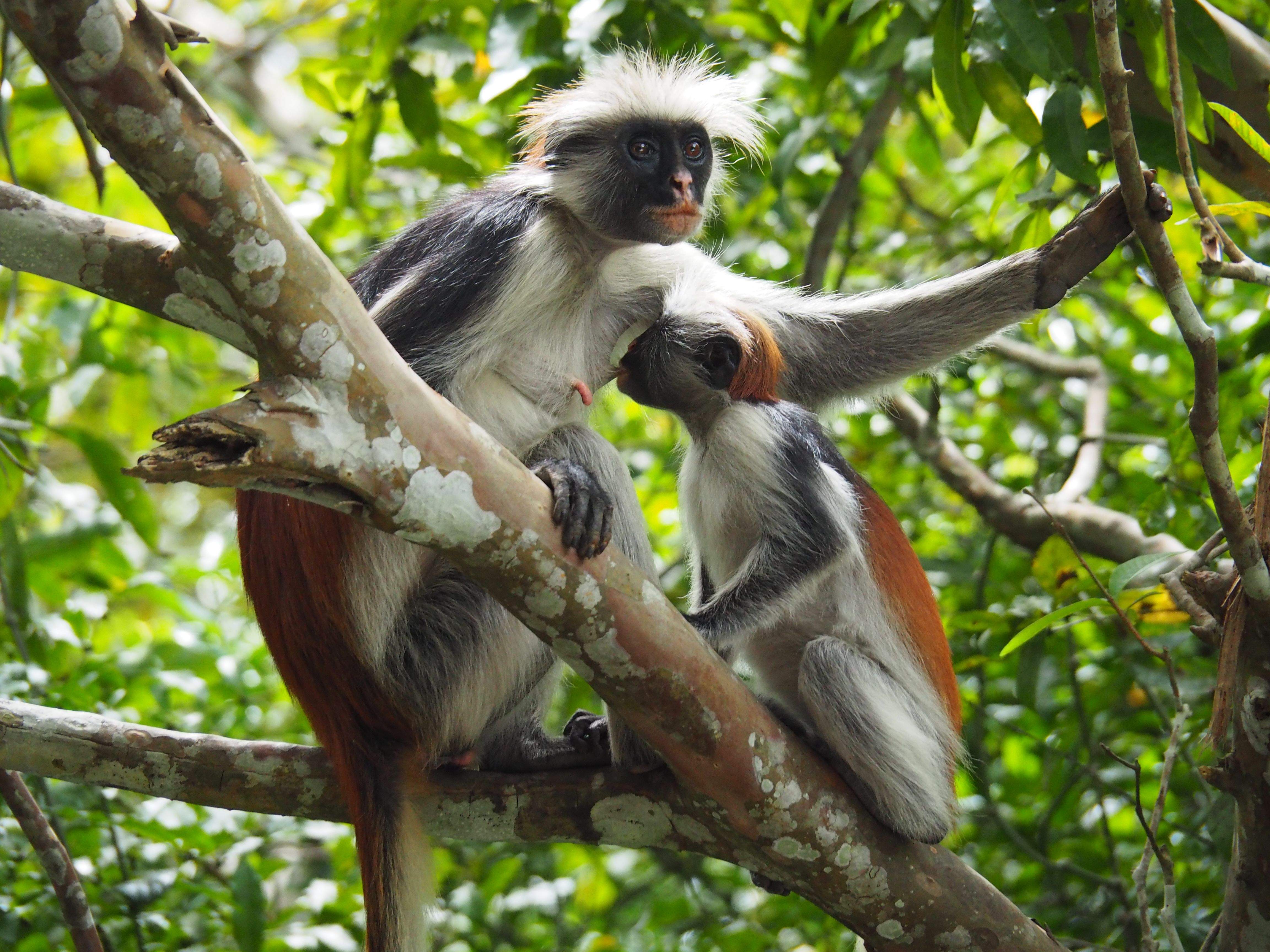 Amor incondicional · Parc Nacional Bahia de Jozani FOTO: Fco Javier Oñate García