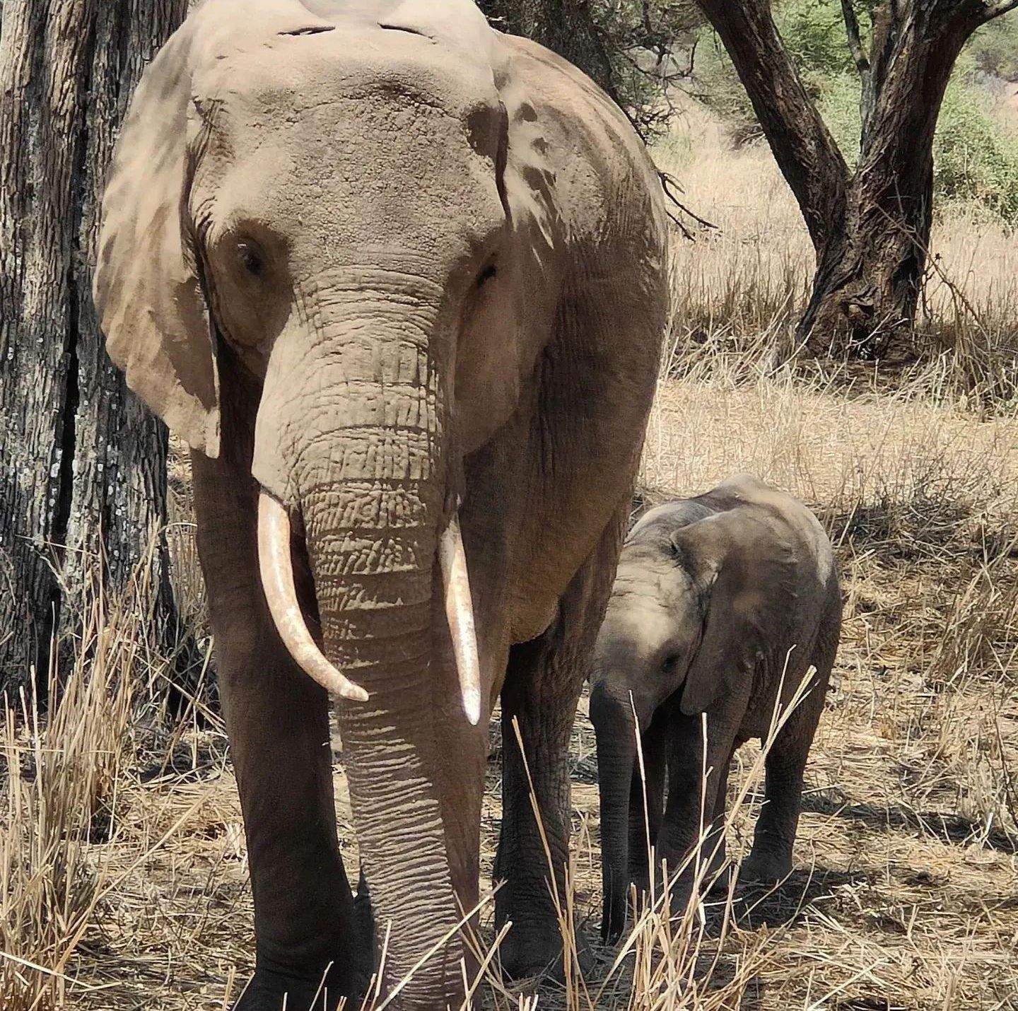 Amor incondicional... · Tarangire National Park, Tanzania  FOTO: Jorge  Ranz Segura 