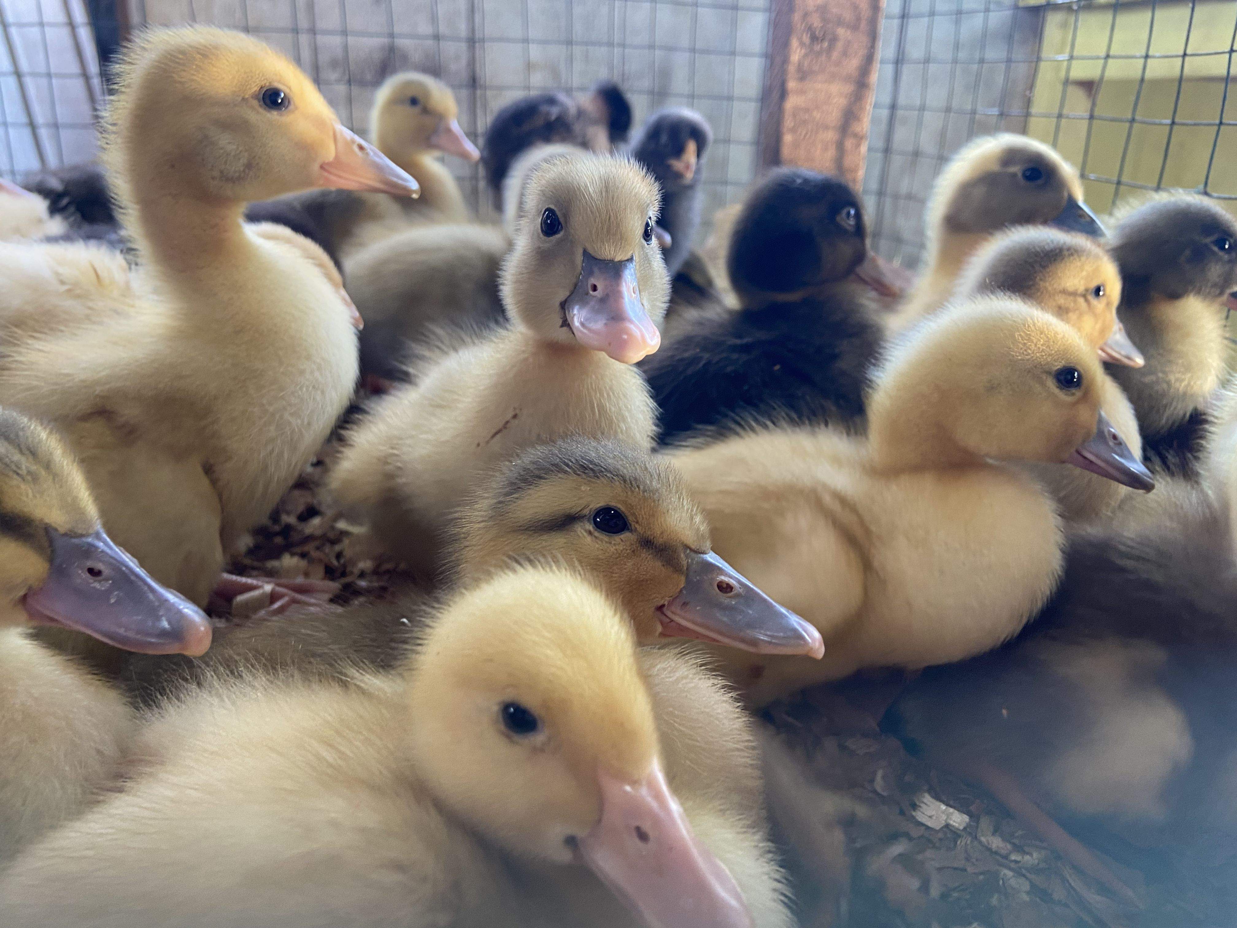 Aneguets en un mercat de l'Amazonía · Iquitos, Perú FOTO: Chiara Schuster
