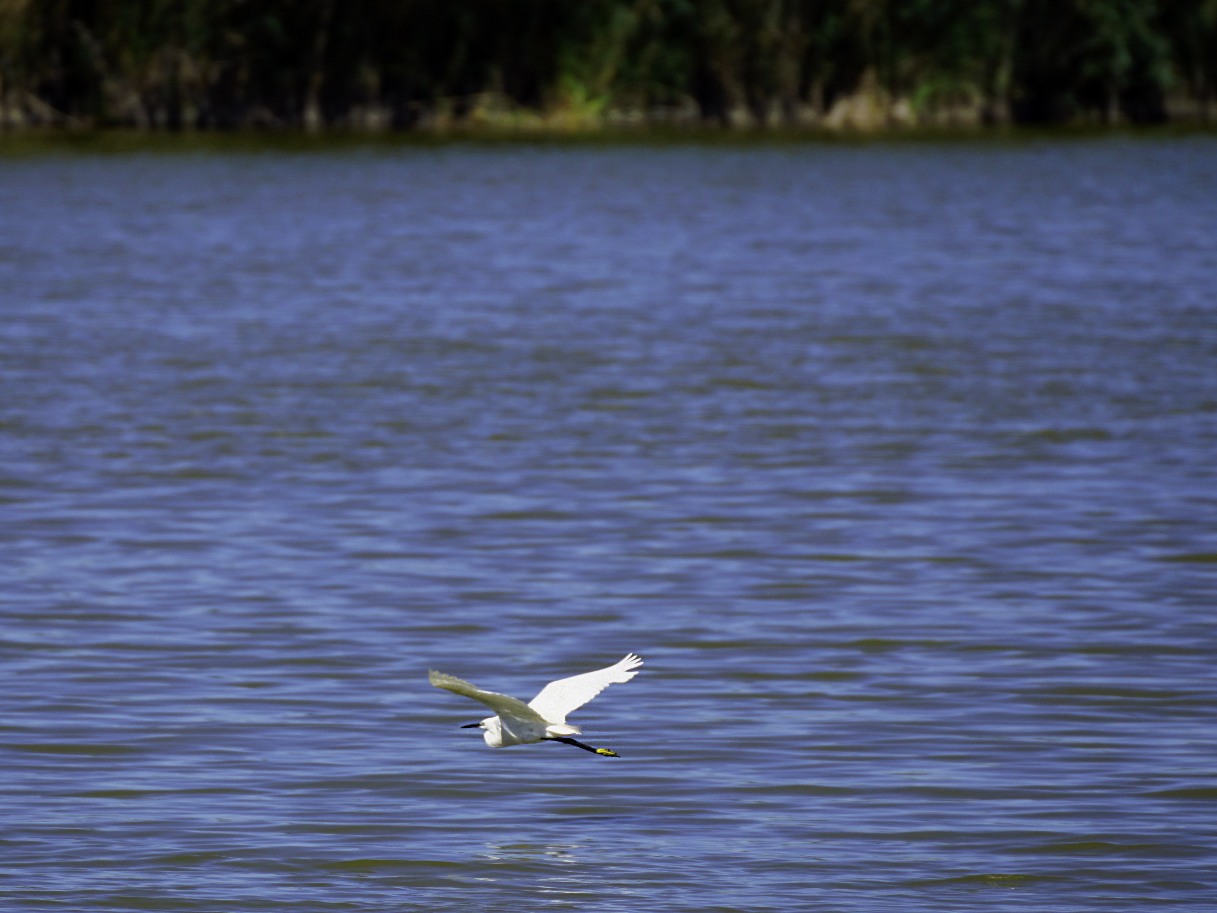 Arran d'aigua · Delta del Llobregat FOTO: Víctor Ferrer Fernández