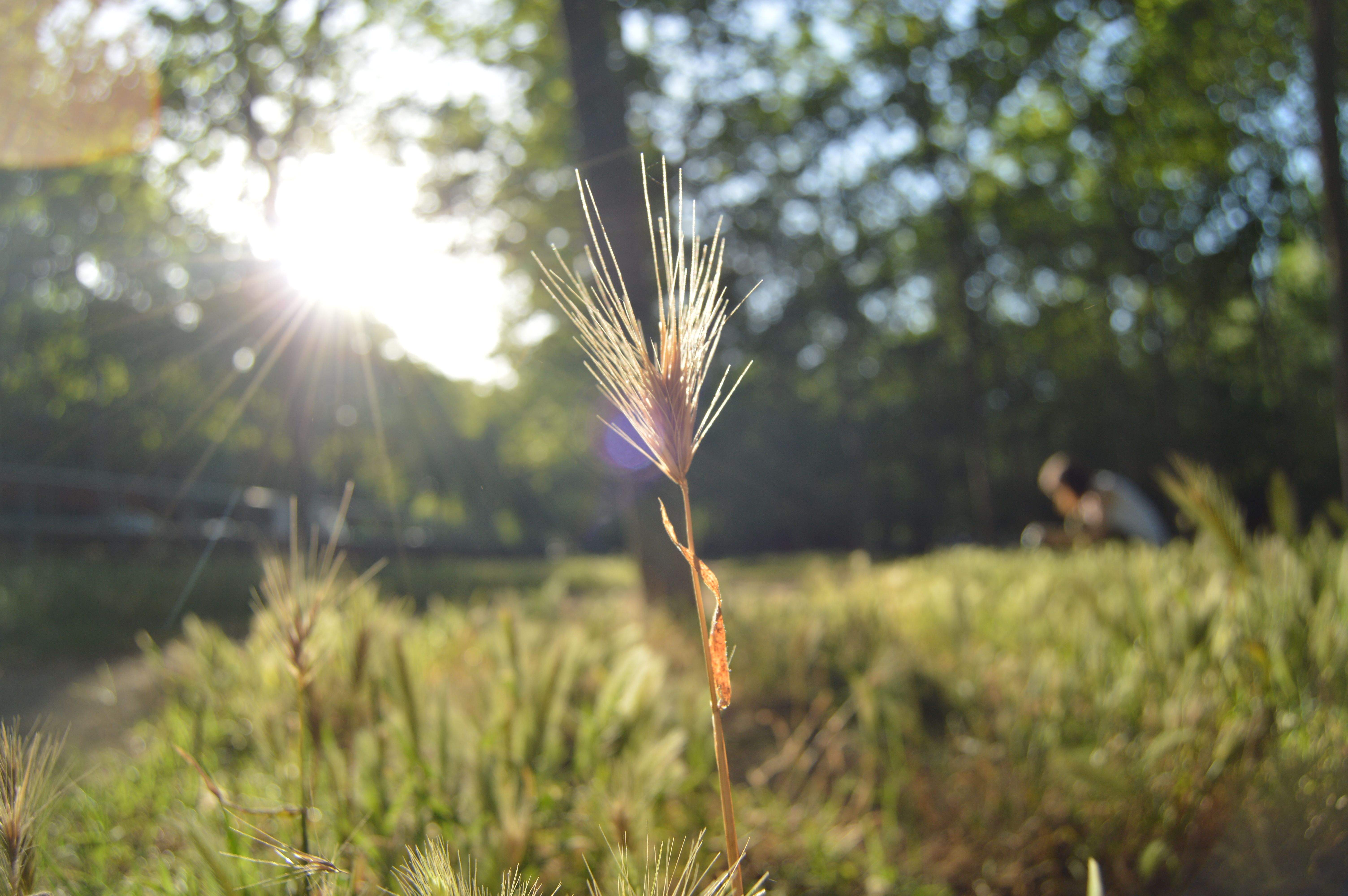 Parc Central Sant Cugat FOTO: Ricardo Gonzalo Sanz
