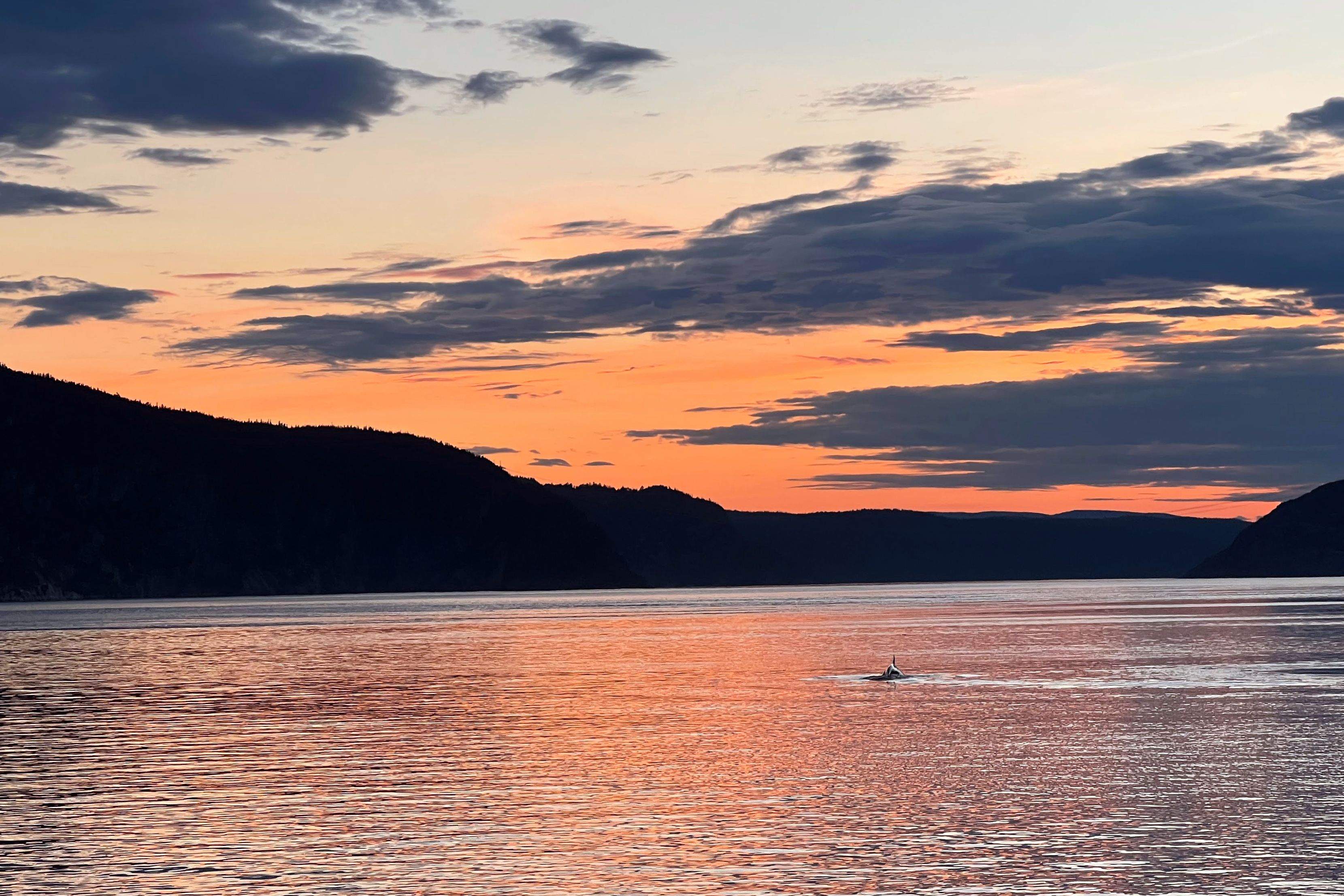 Balena del Riu Saint Laurent · Tadoussac, Quebec FOTO: Mat Laverne