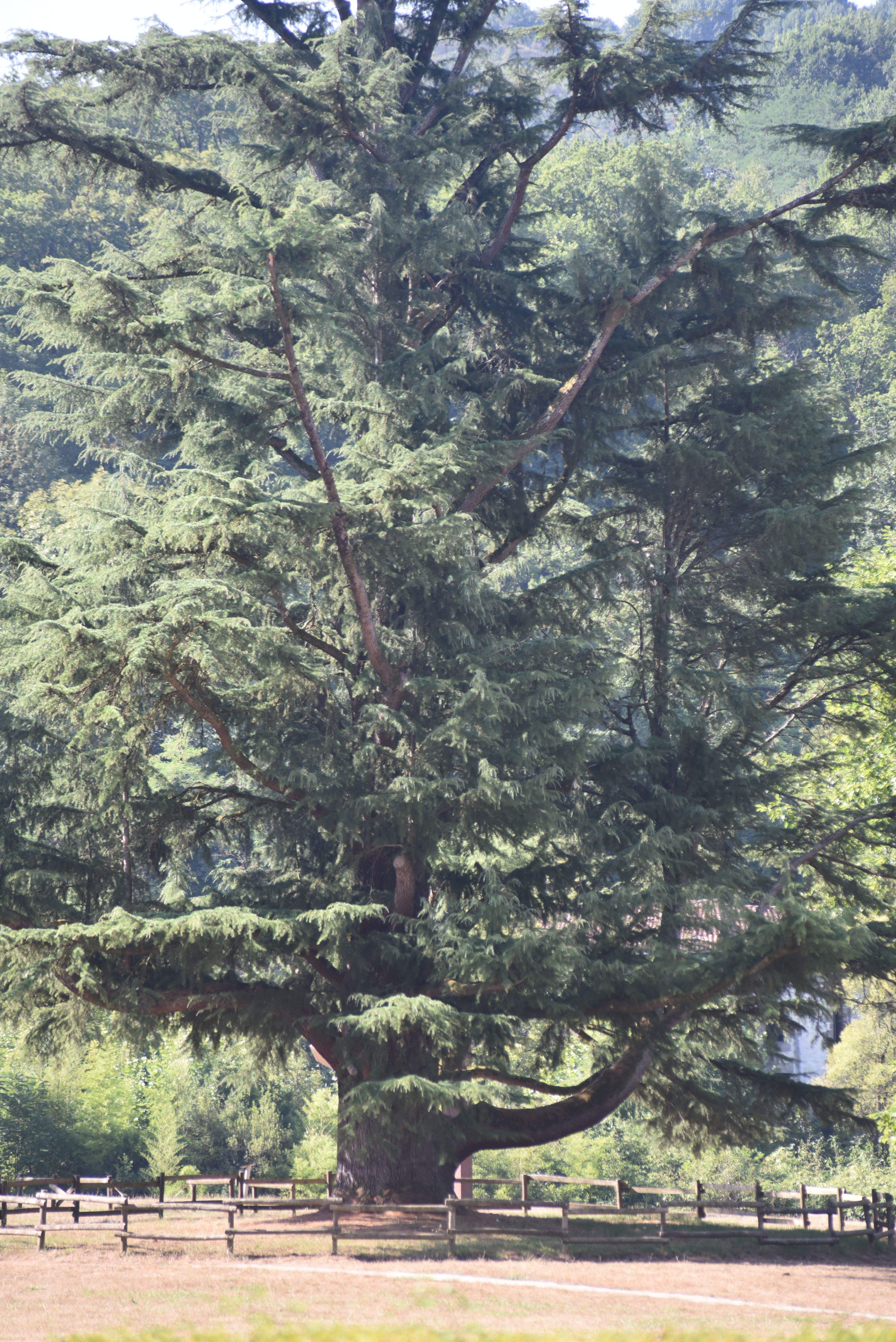 Cent anys no és res · Señorio de Bertiz (Navarra) FOTO: Victoria Larrea Castro