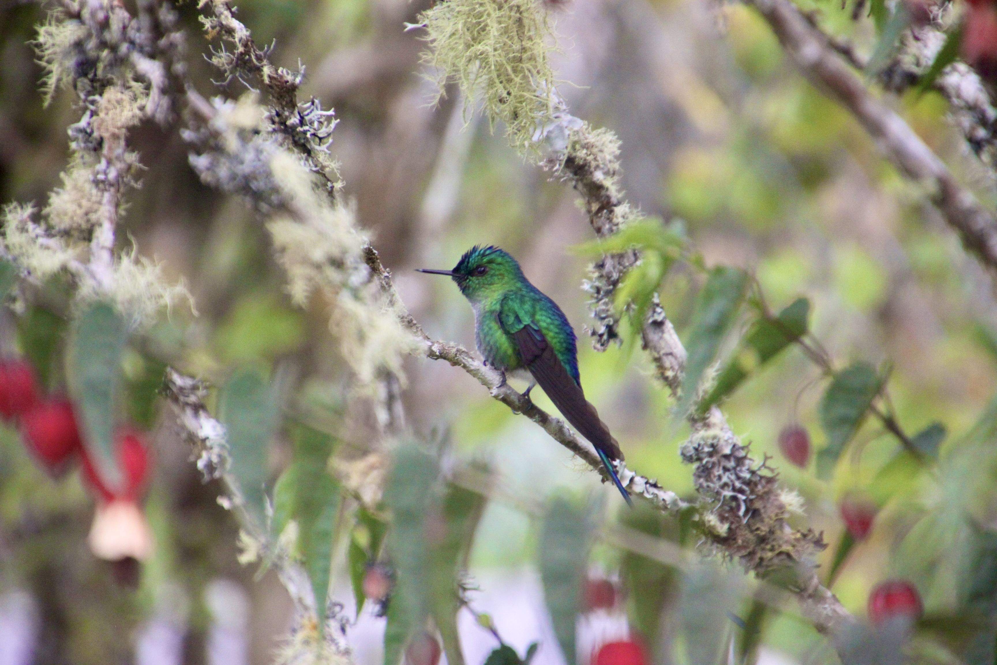 Colibrí · Baños de Aguasanta, Ecuador FOTO: Adrià Pinto Pardo