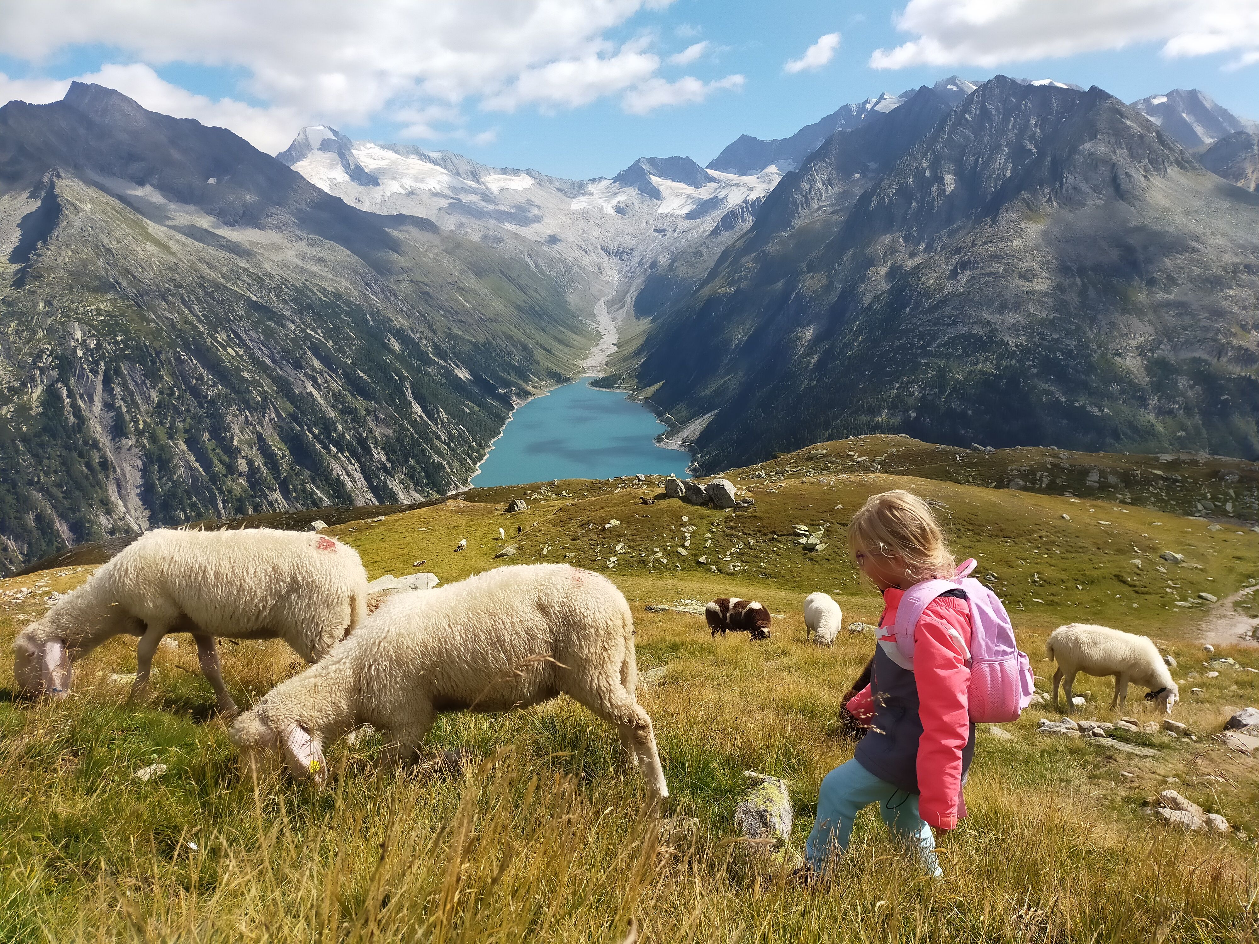 Com una ovella més · olpererhütte, Tirol, Àustria   FOTO: Sandra Santuré Sinfreu