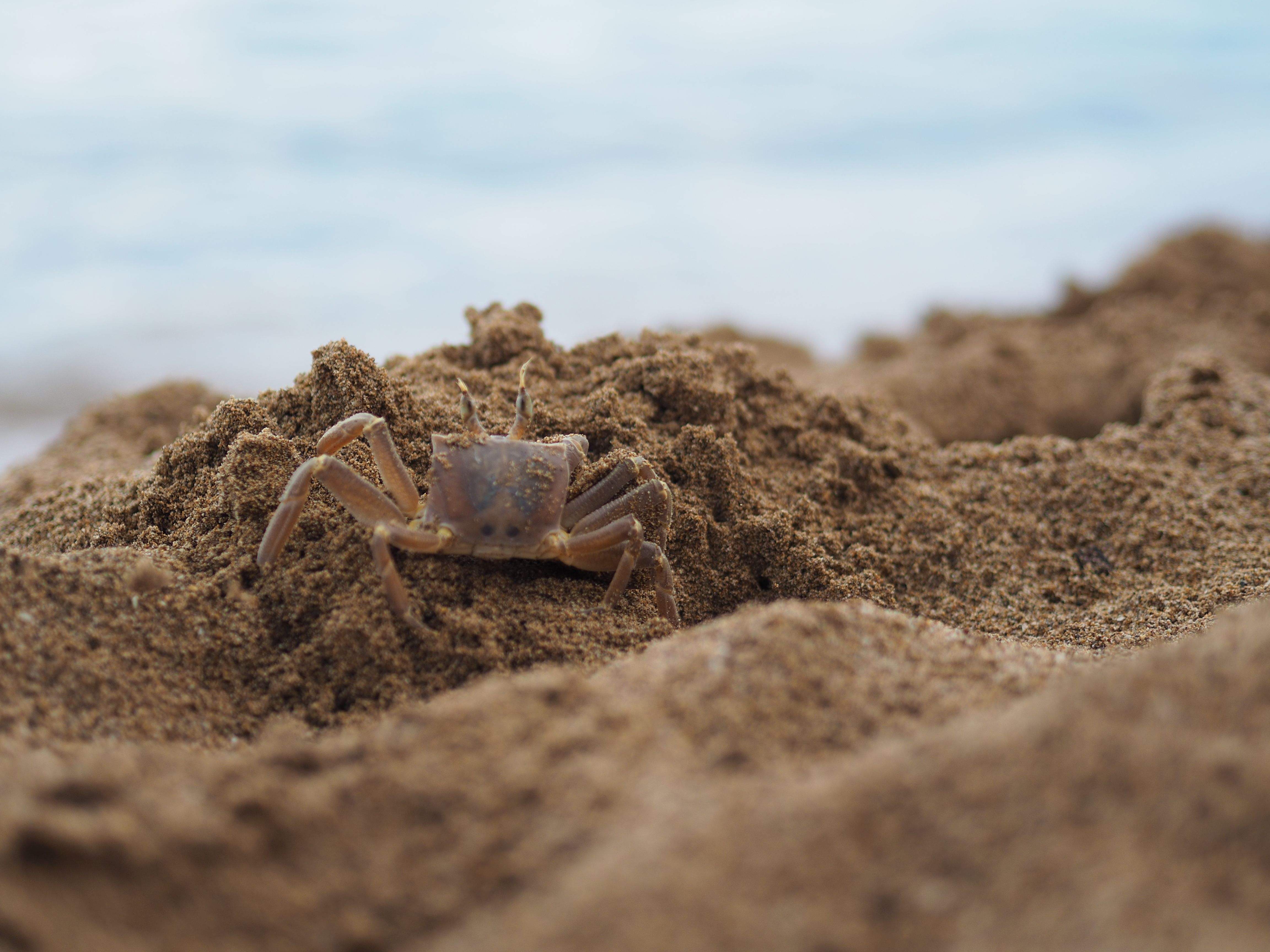 Crab after rain · Tsambika beach, Greece FOTO: Razvan Catalin Tincescu