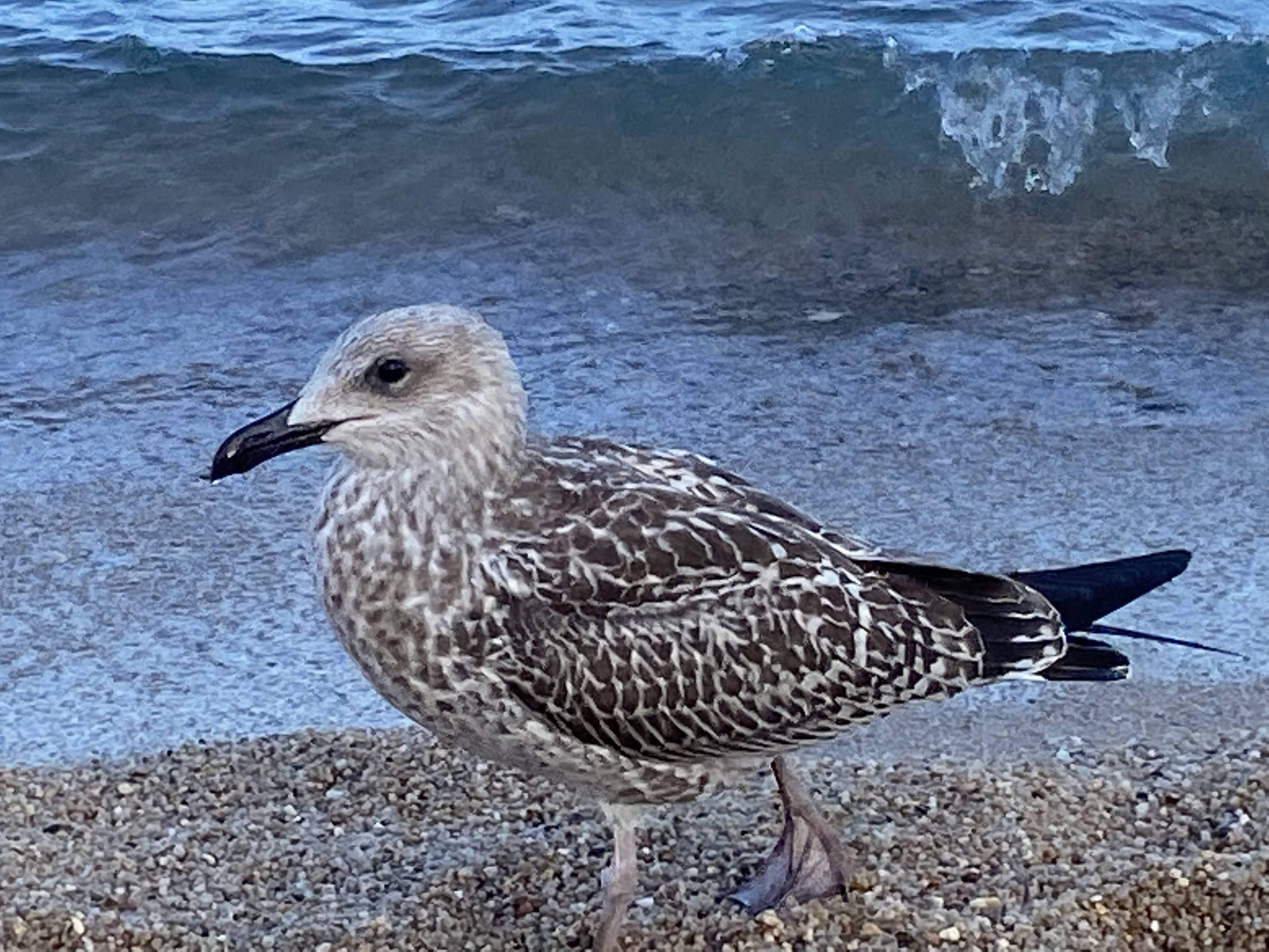 Gaviota · Playa de Aro  FOTO: Maria Gracia Rodrigues Gomes