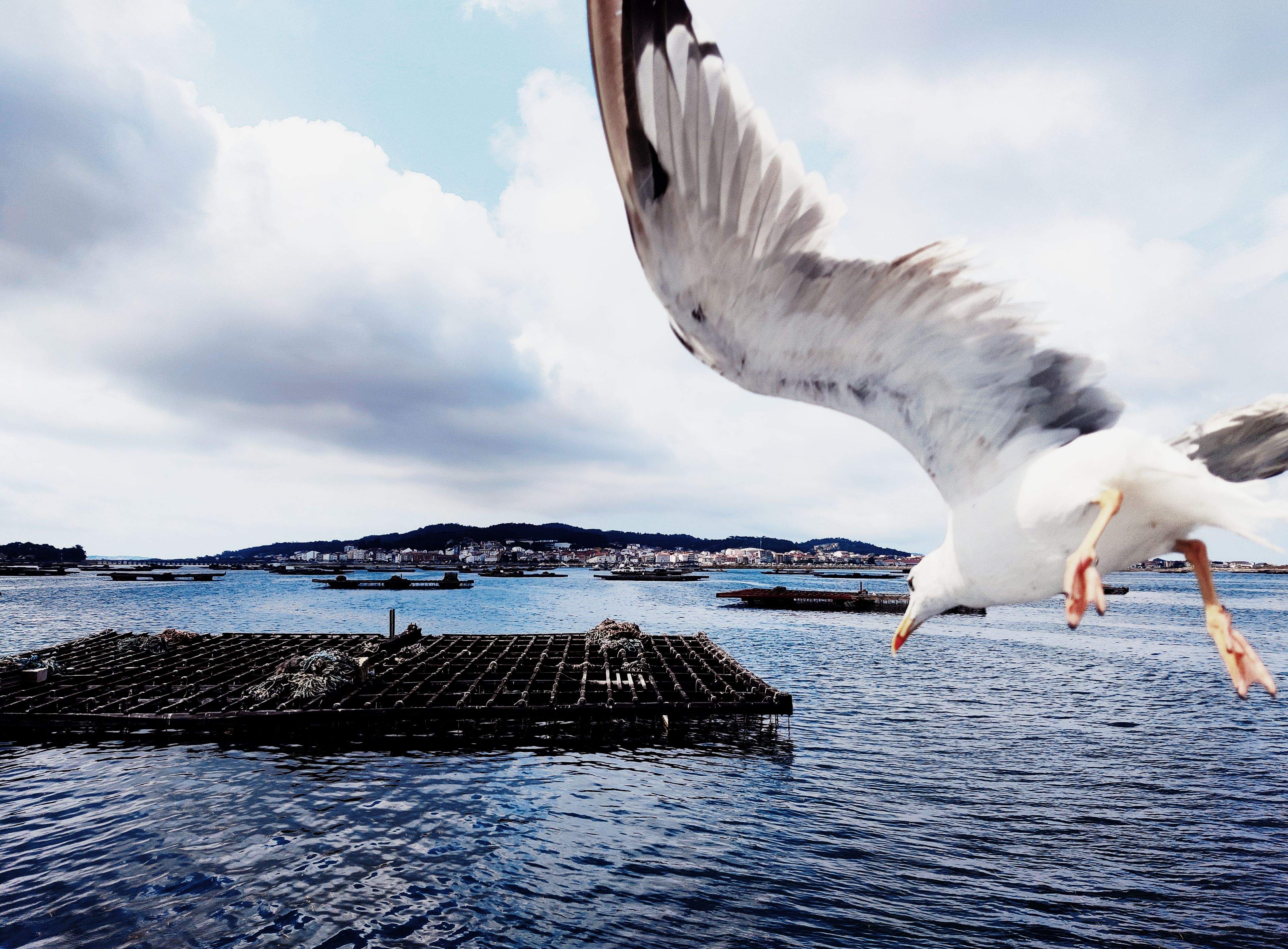 Gavina batea · O Grove (Galicia)  FOTO: Lucas Moreno Sanz